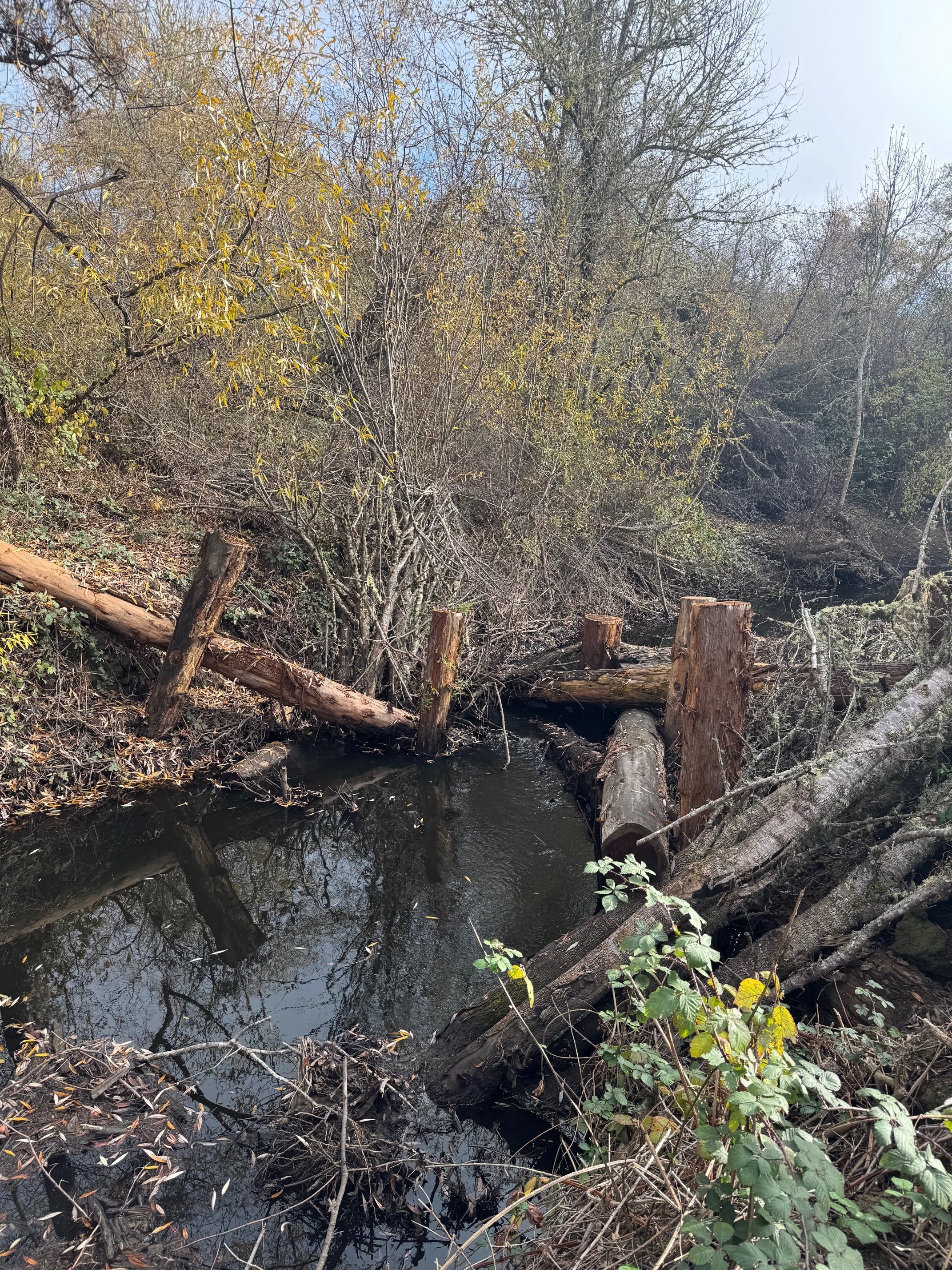 “Green Valley revival reconnects creek to floodplain” -the Press Democrat
