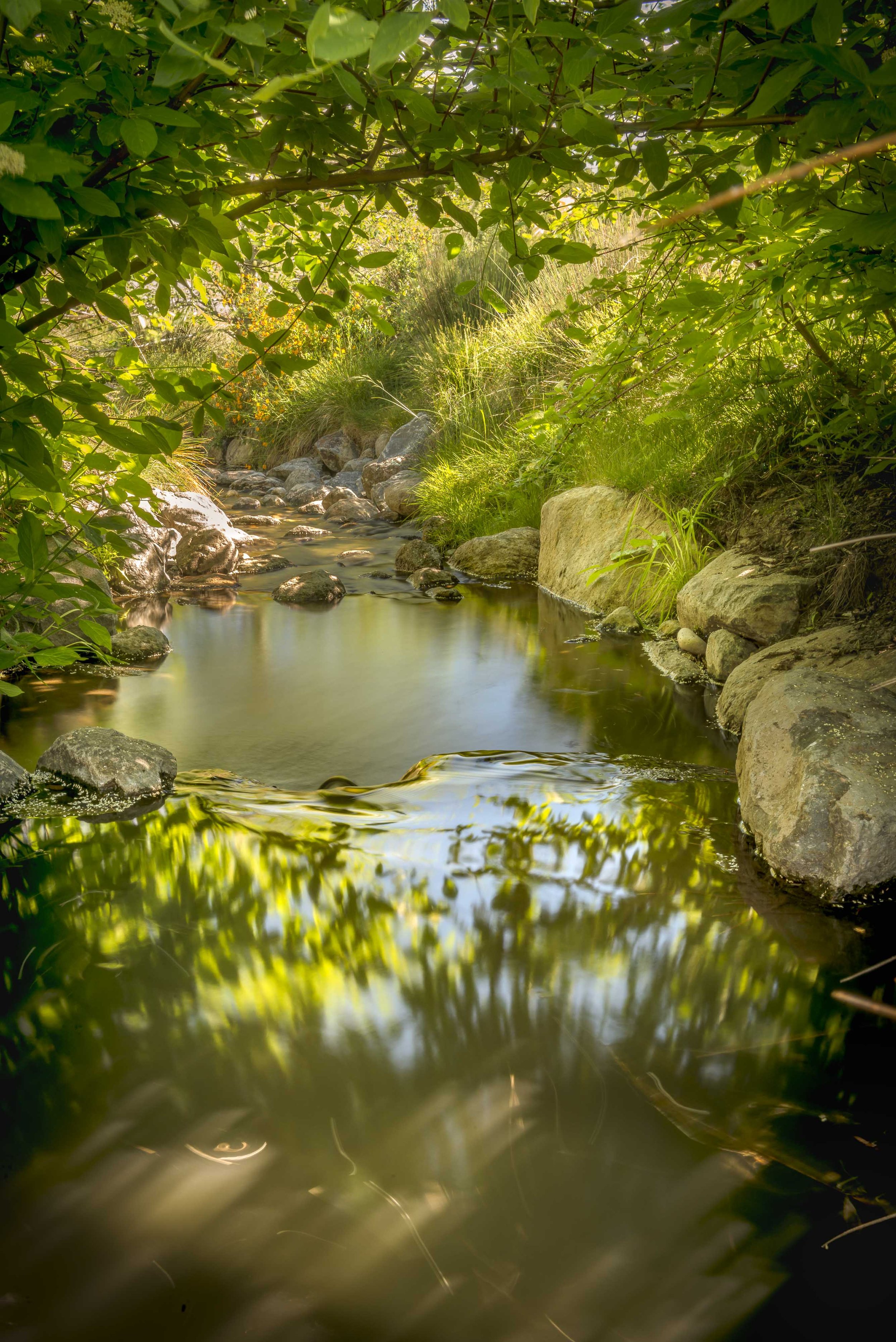 Pond water