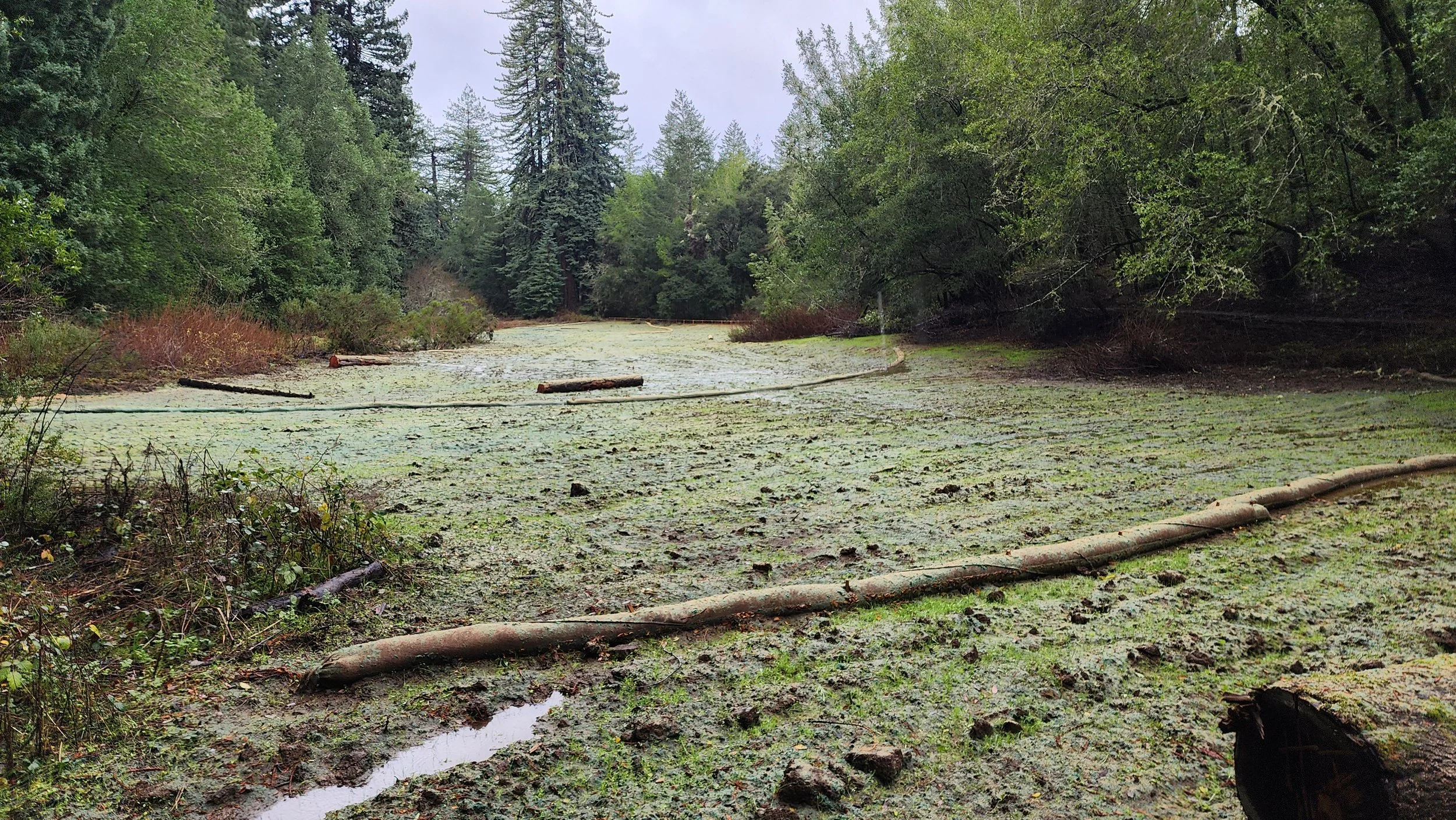 roys redwoods restoration
