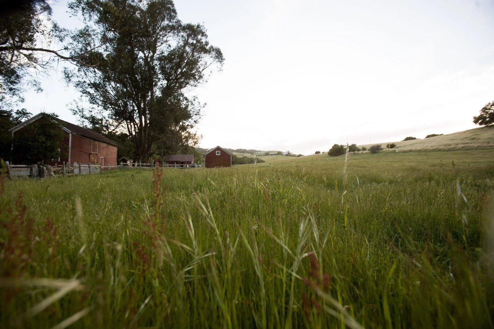 Barns in field