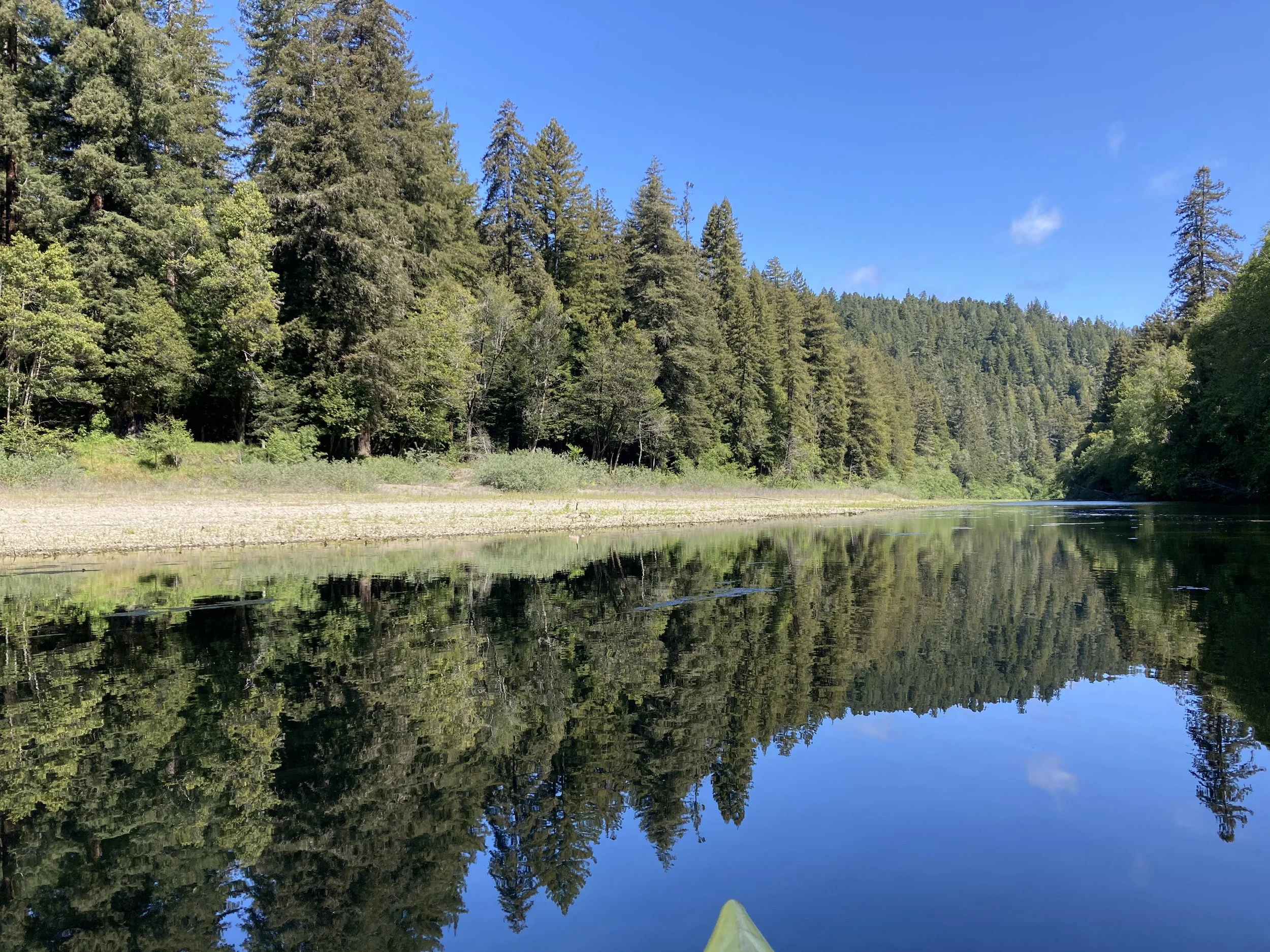 trees reflecting in water