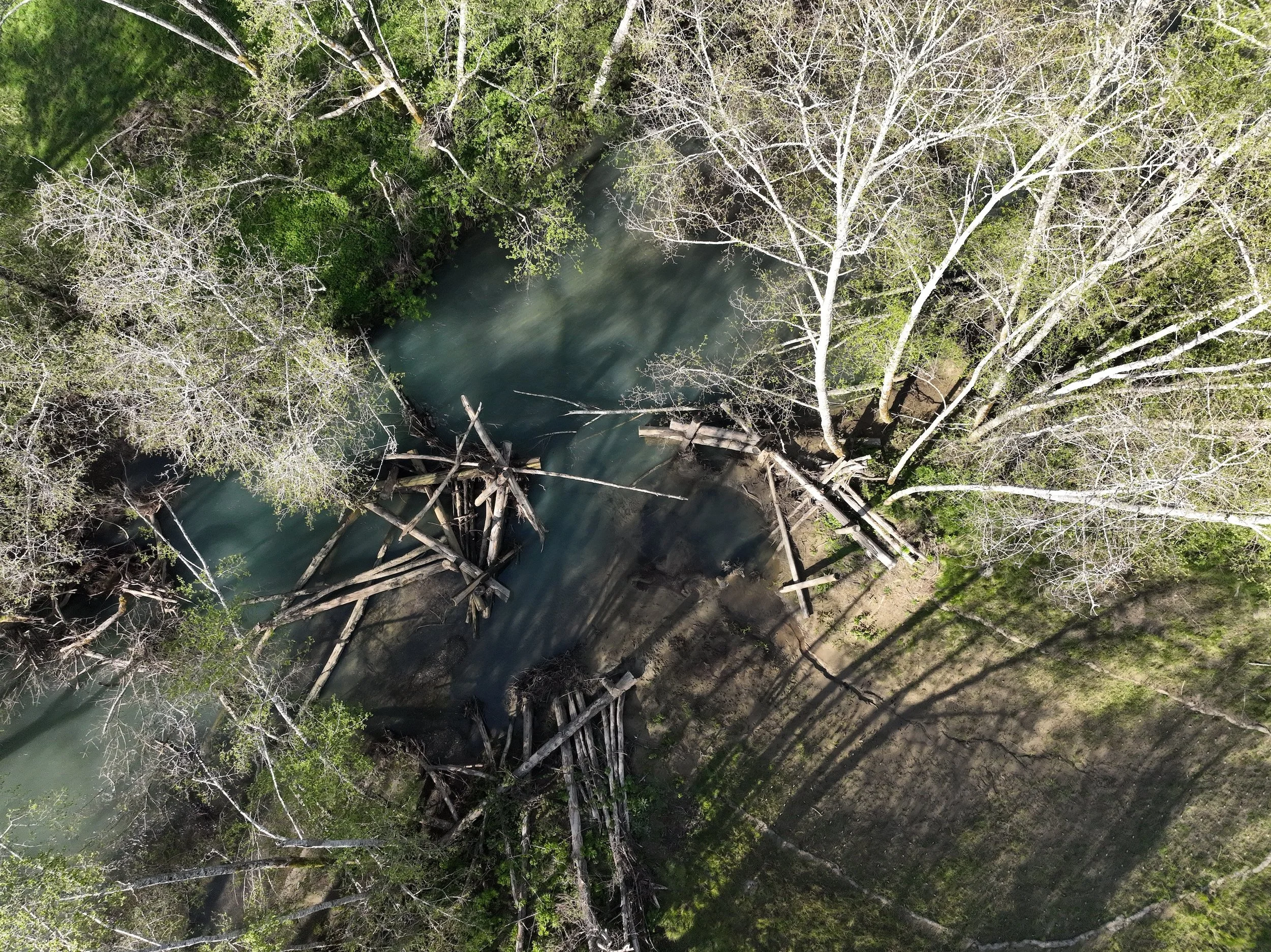 water and logs