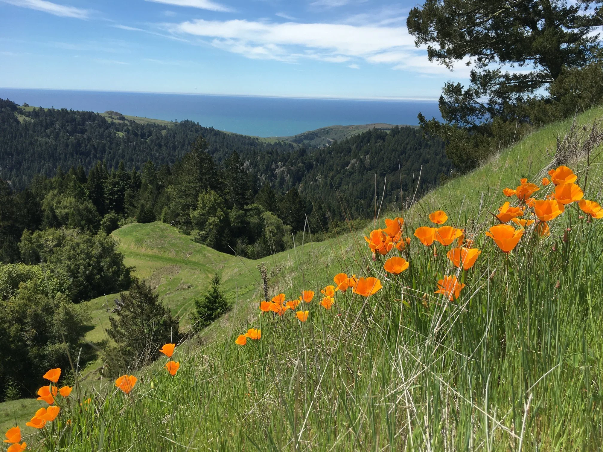 Jenner Orange Poppies.jpg