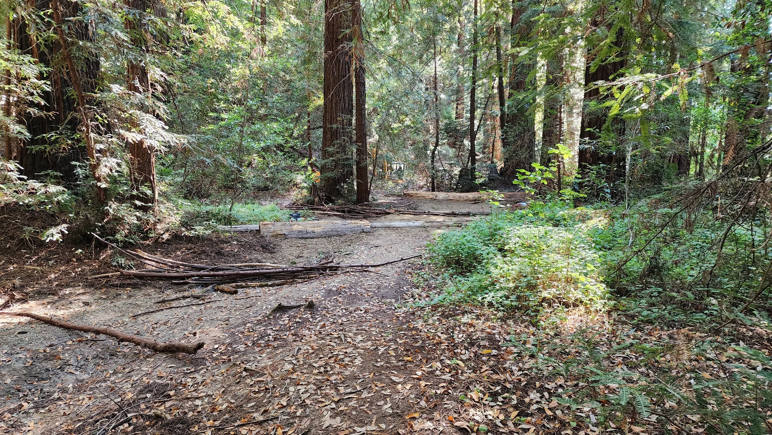 Roy’s Redwood Preserve Valley Restoration