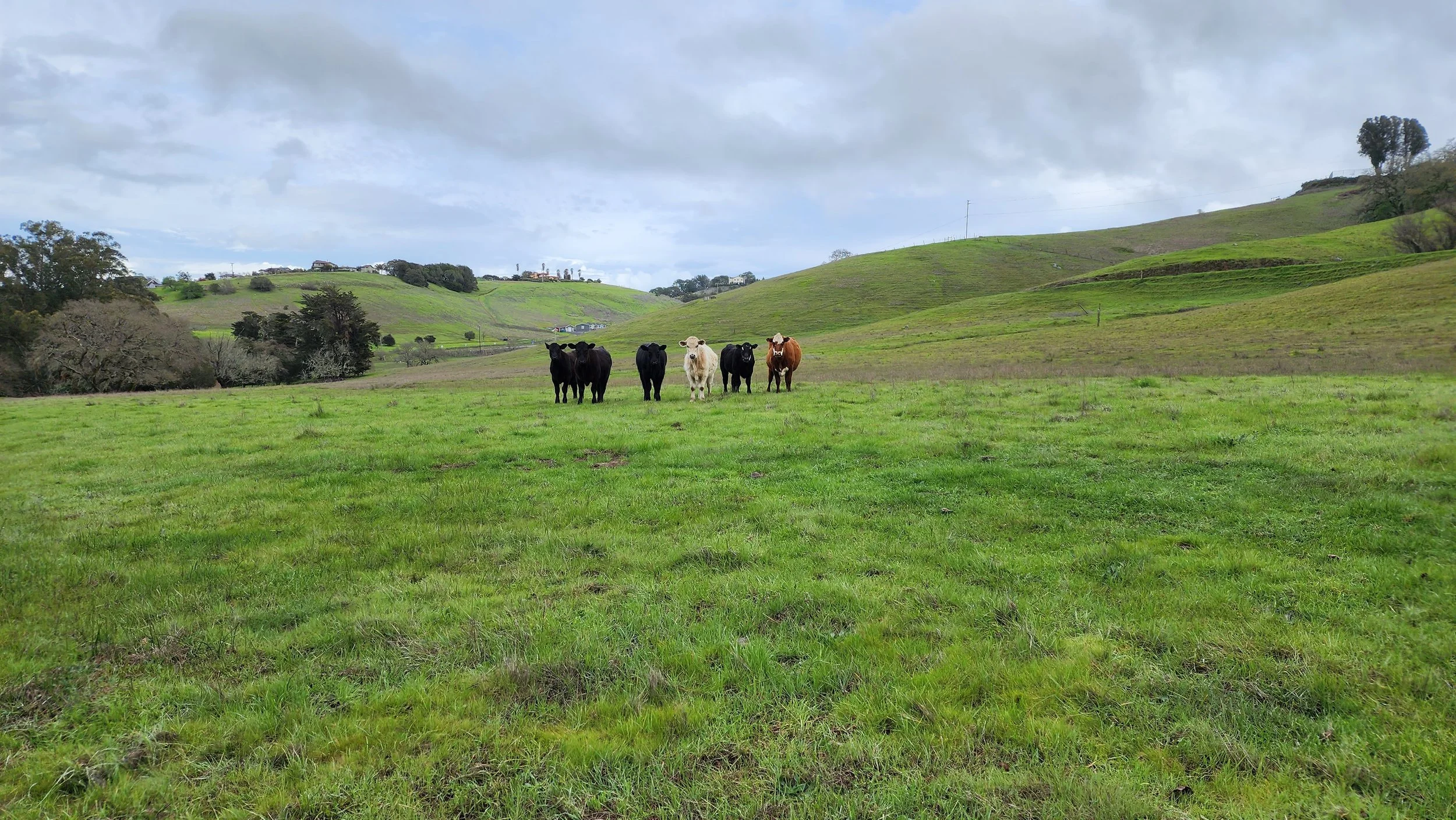 Cows in field