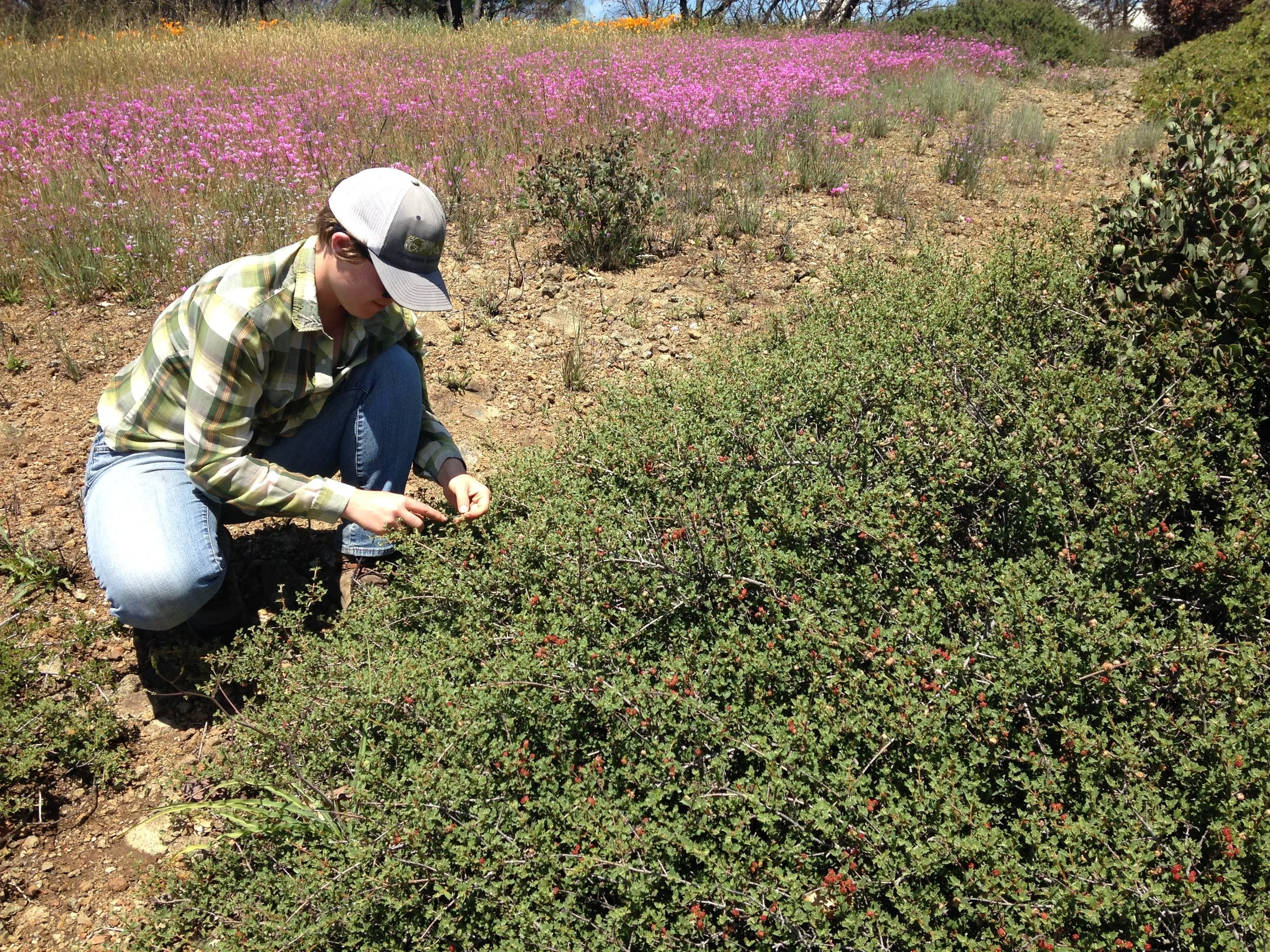 rare ceanothus Hood.JPG