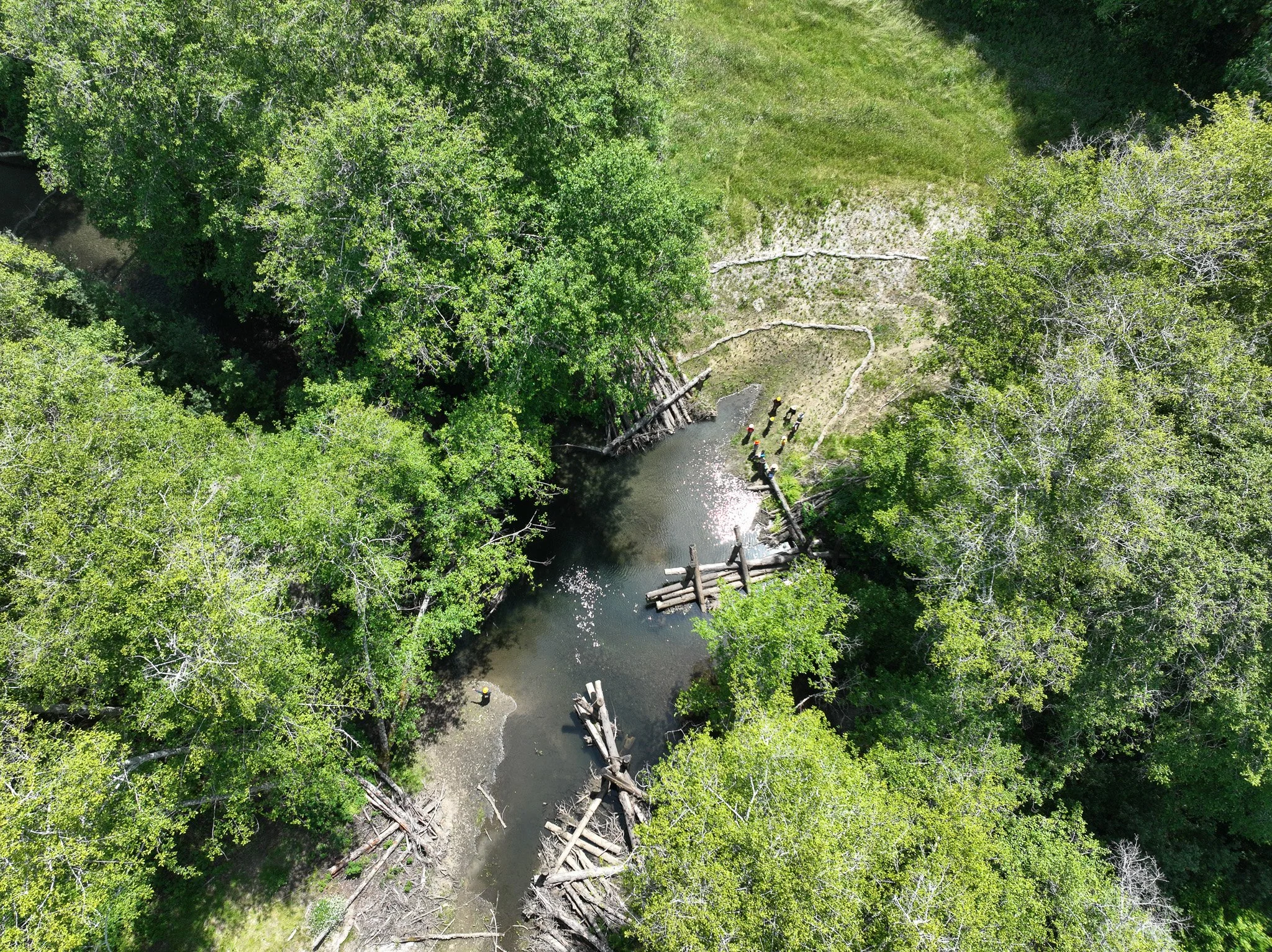 Exciting news for coho salmon recovery on the Mendocino Coast