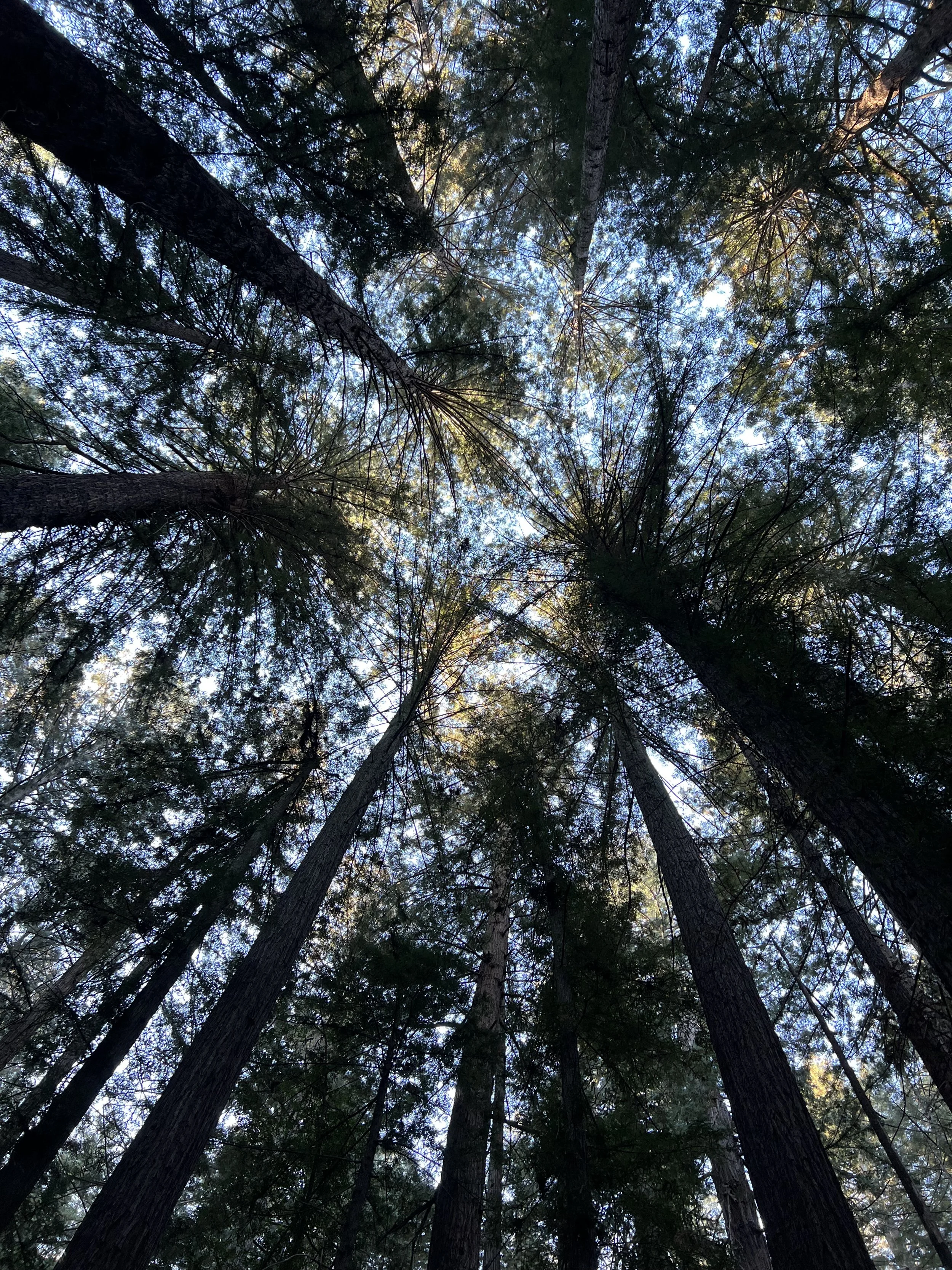 Redwood trees