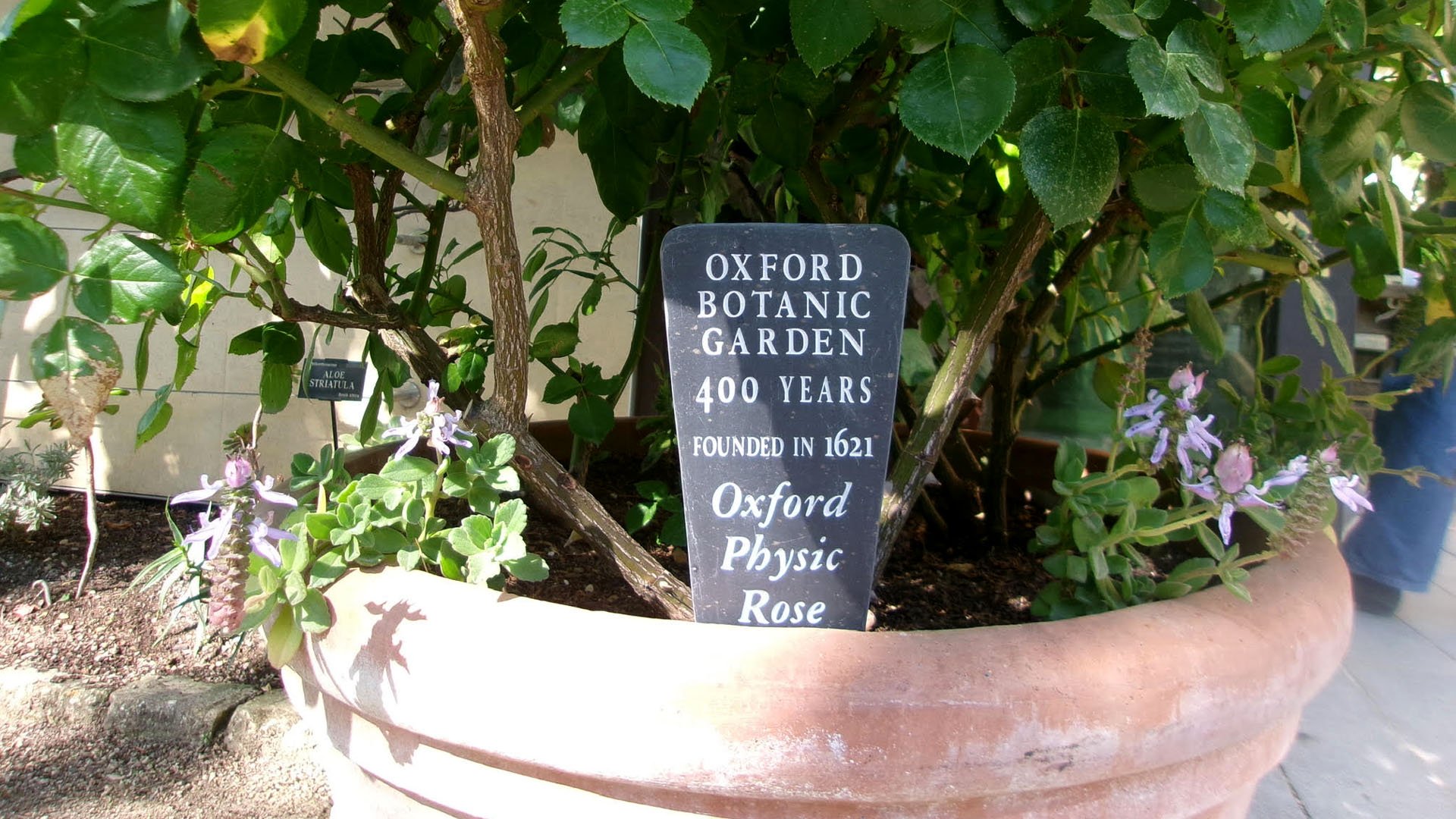 Study abroad at Oxford University