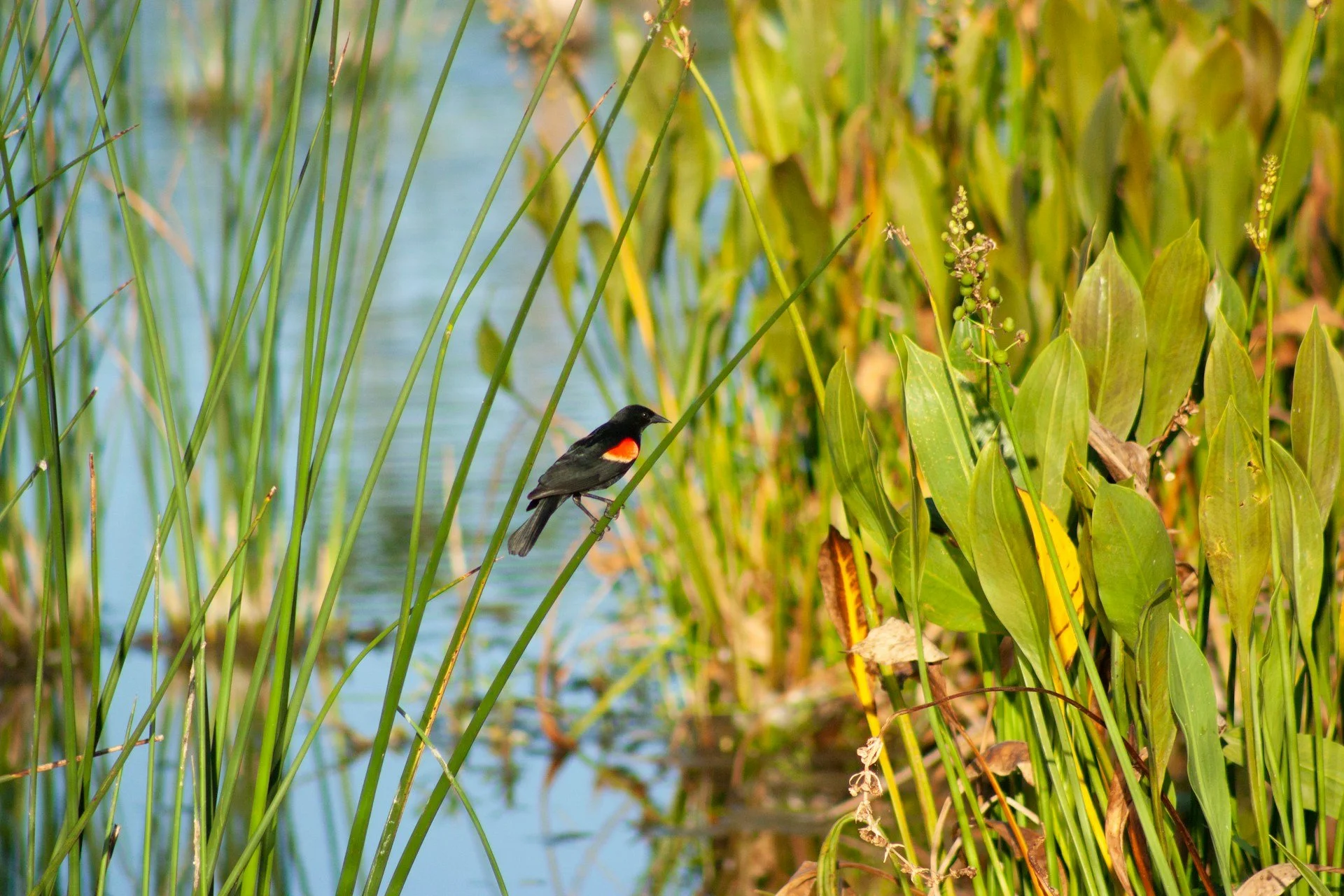 Finding Climate Solutions in Halifax’s Coastal Wetlands