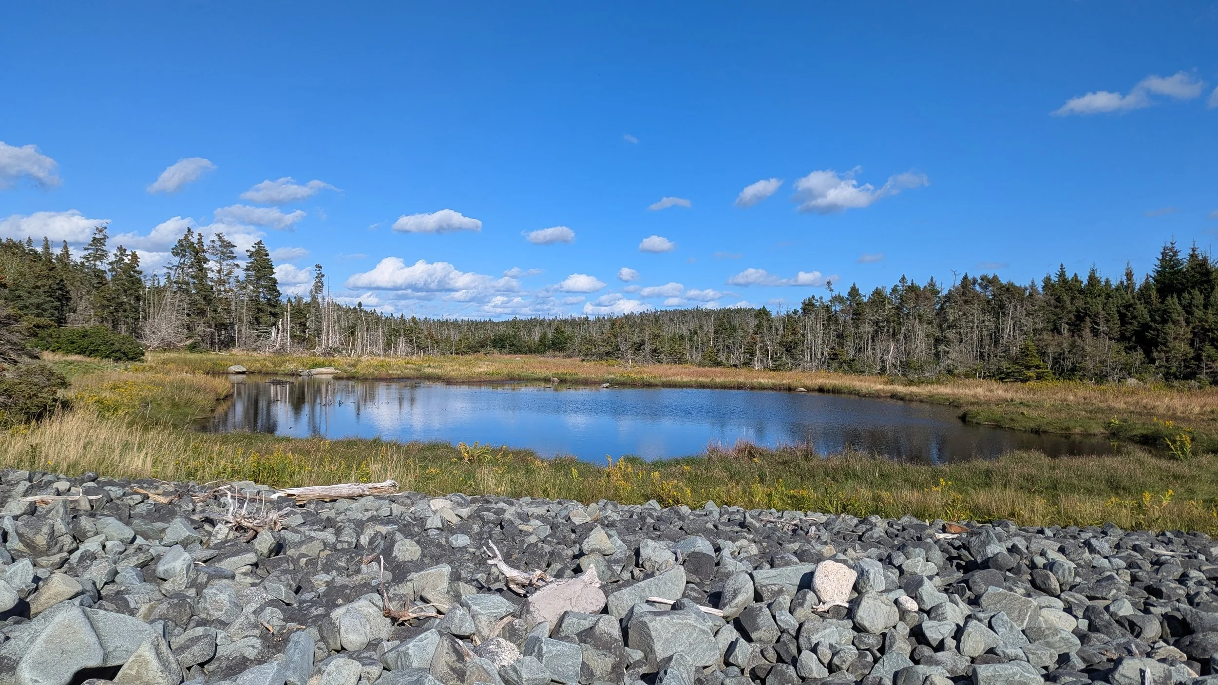Finding Climate Solutions in Halifax’s Coastal Wetlands