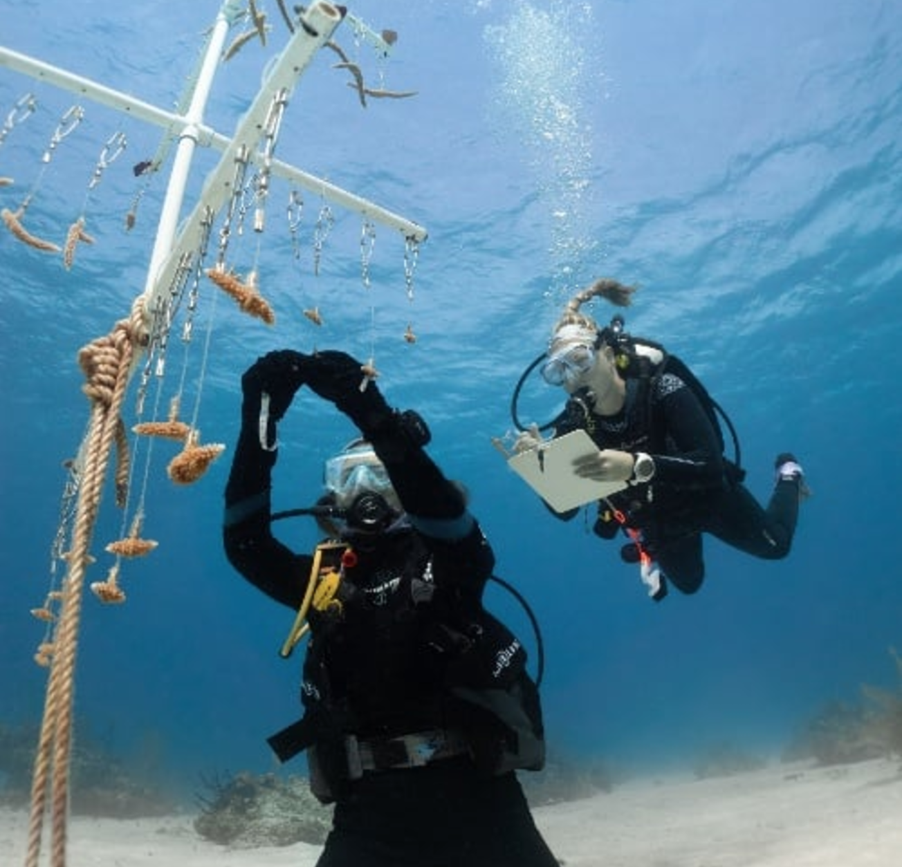 Data collection from our oceans is increasingly critical: new and more useful ways of doing this have emerged.