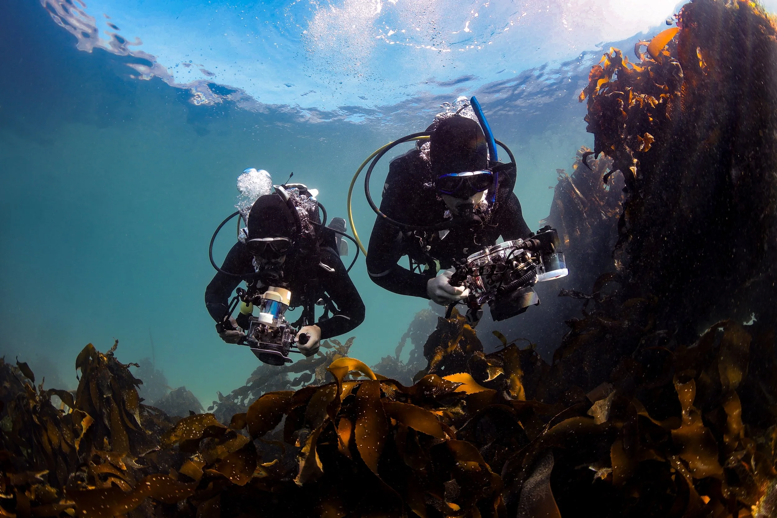 Two scuba divers exploring underwater among brown kelp plants with clear blue water above.
