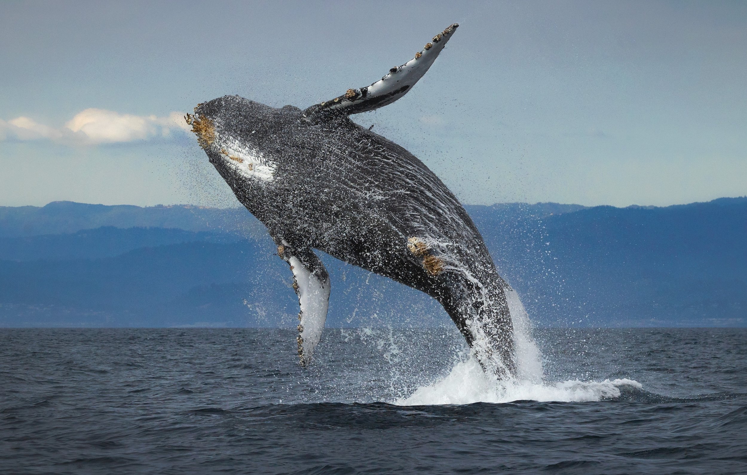 A humpback whale breaches during sunset in Monterey, California. Photo: Erin Underwood