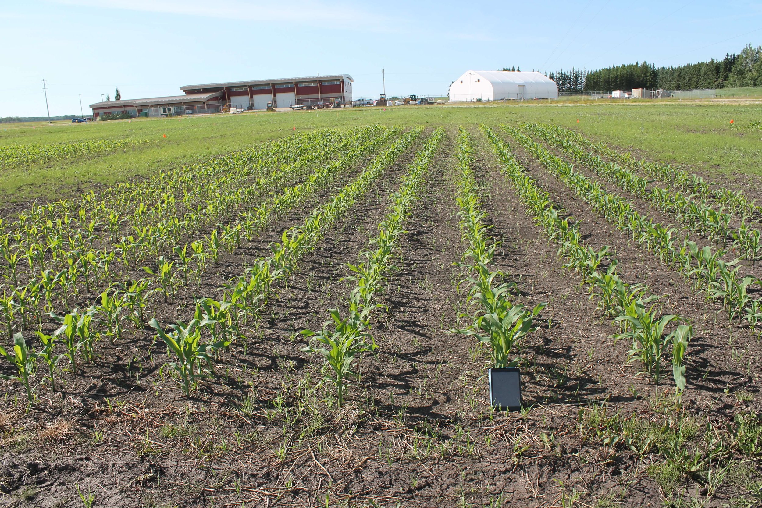 pickseed-corn-july-5-2.jpg