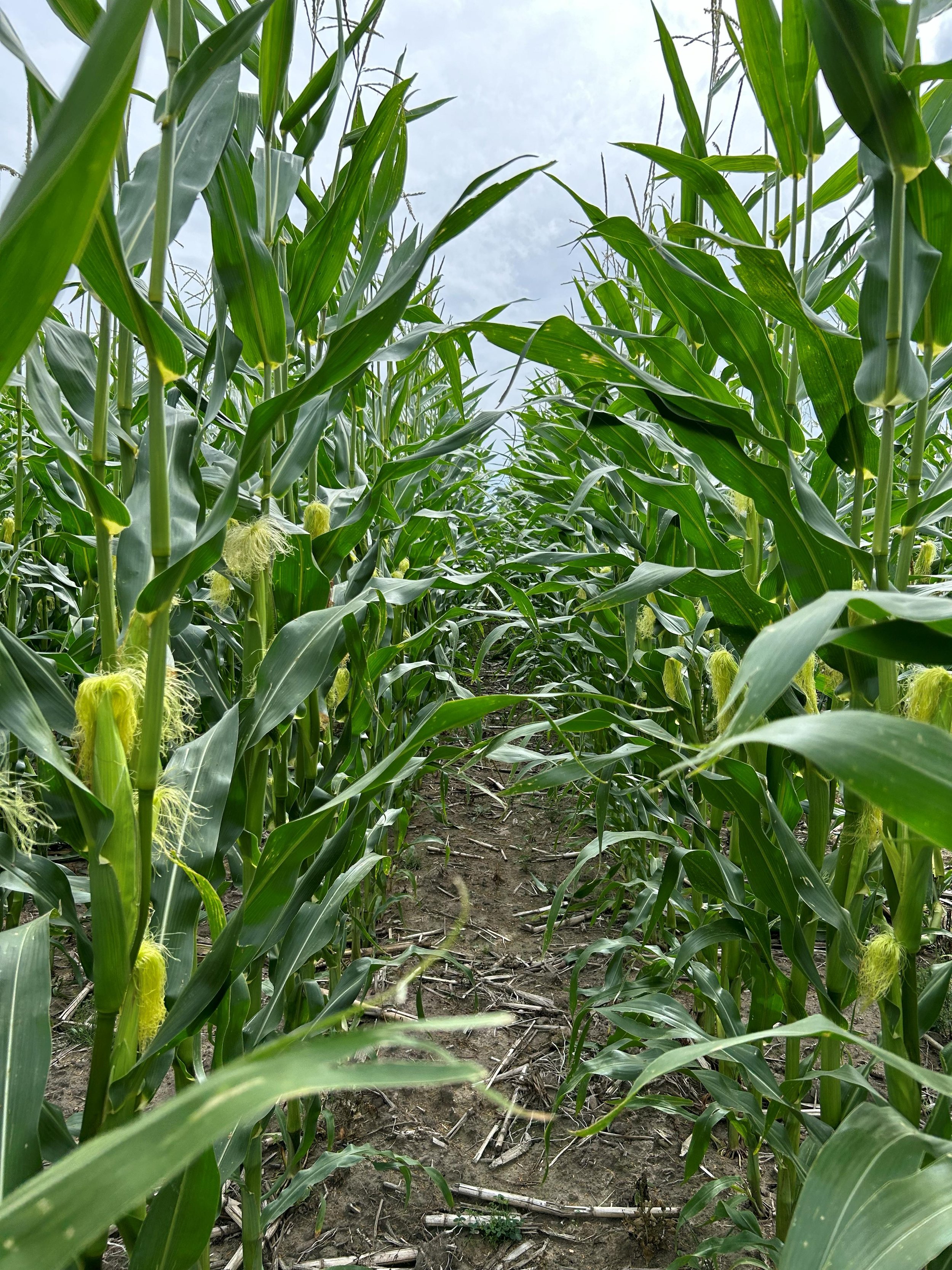 Pioneer Corn Summit: Small Details, Big Imapct on Silage Quality