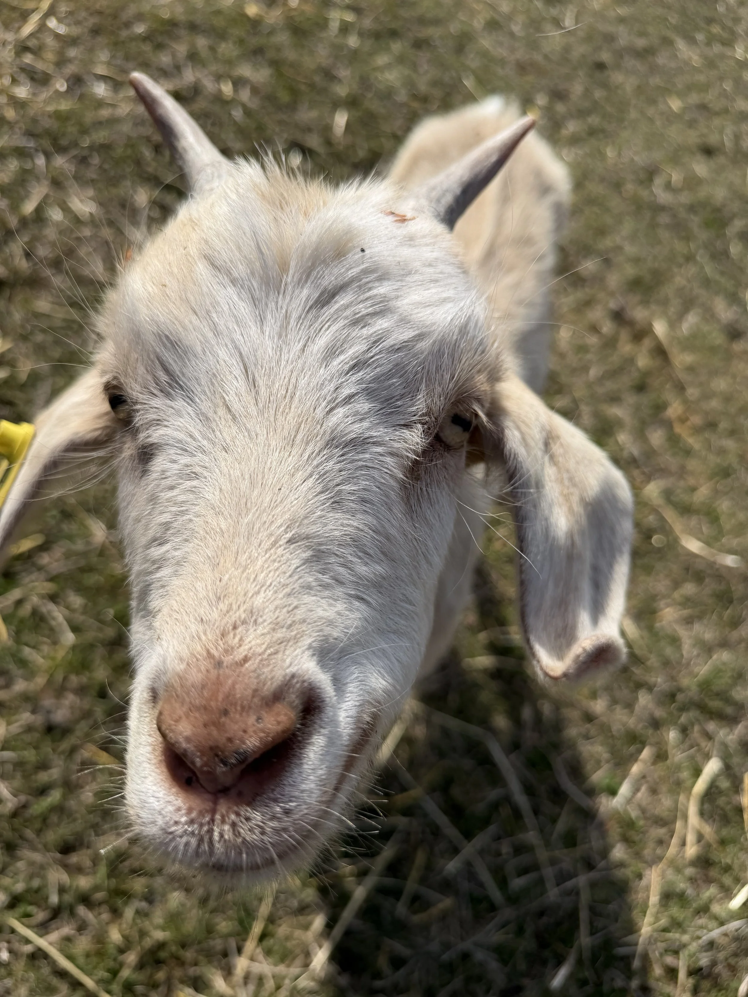 Targeted Goat Grazing: Project Overview