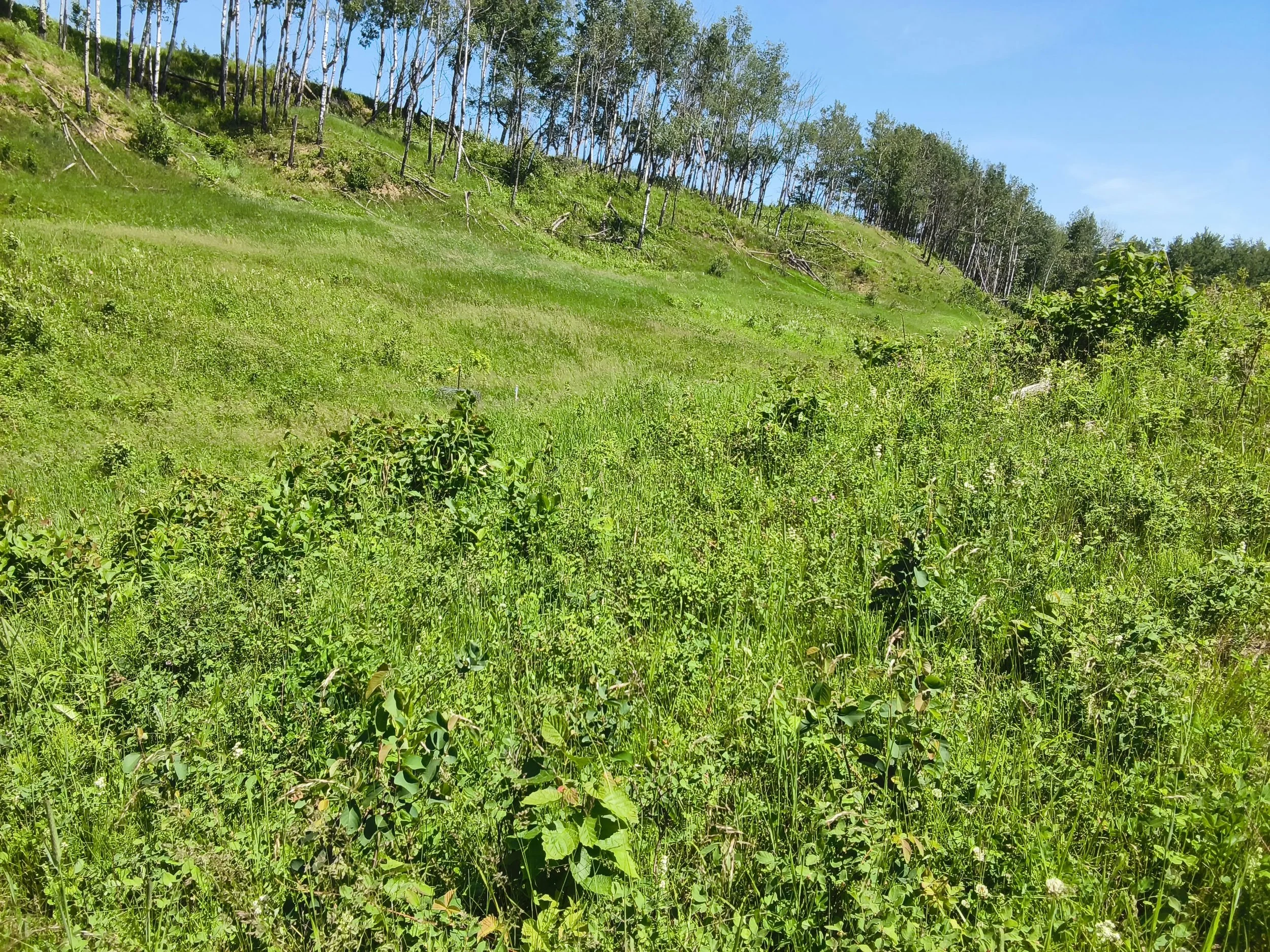 Small Herd, Big Impact: What Are Goats Doing to the Brush?