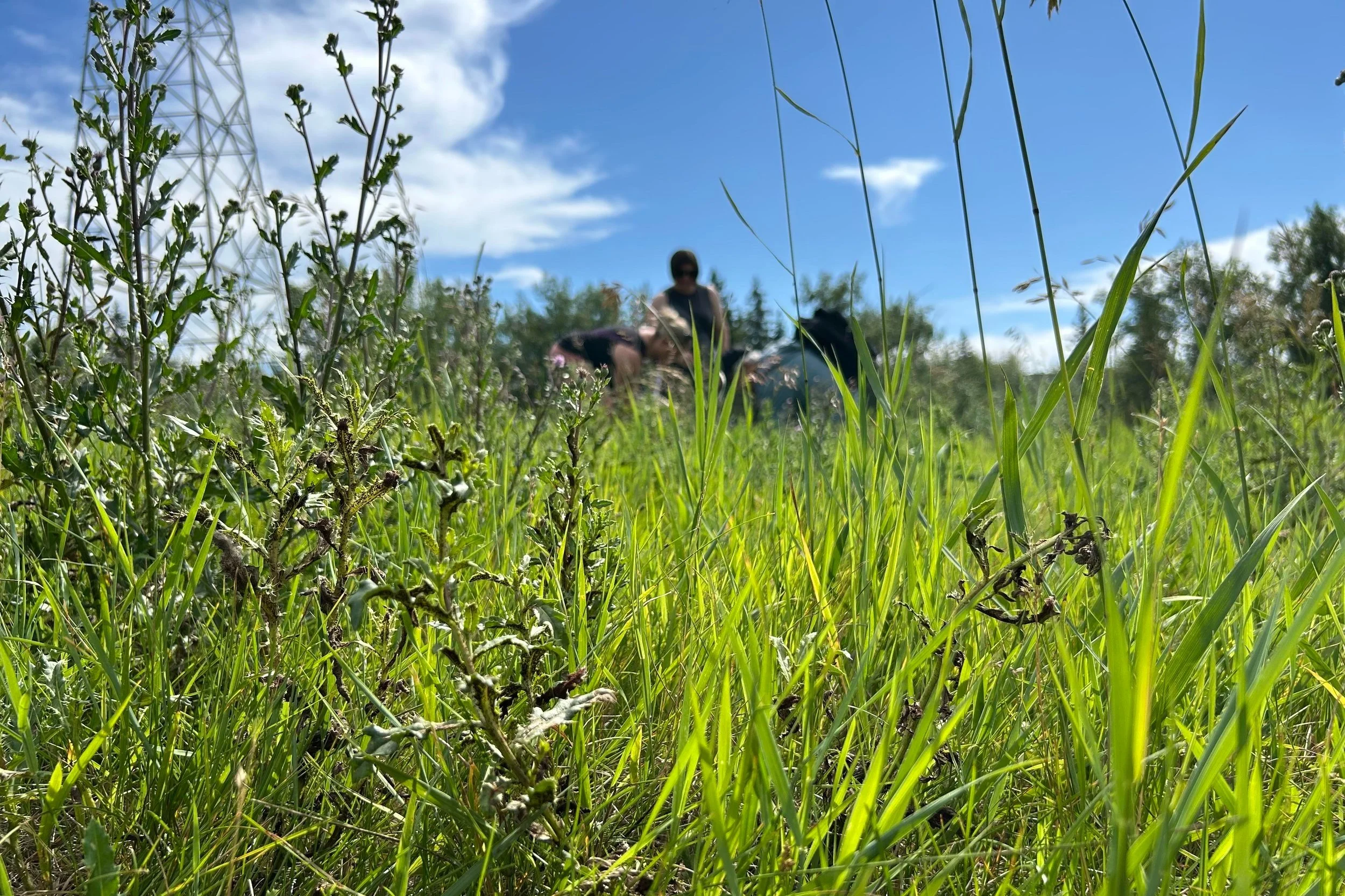 Close-up of green grass and small plants in a field with a person and a horse in the background under a blue sky with clouds.