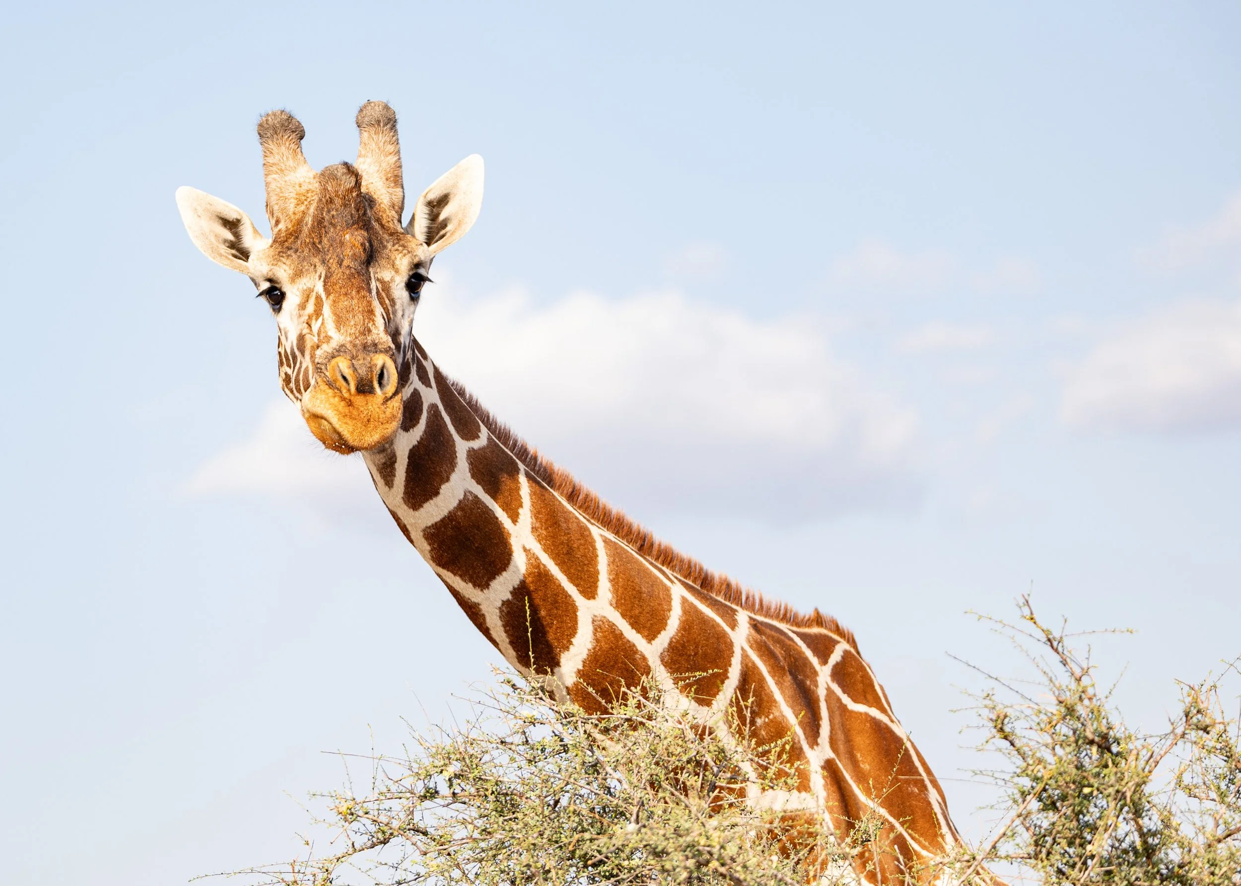 Kenya site-02.jpg