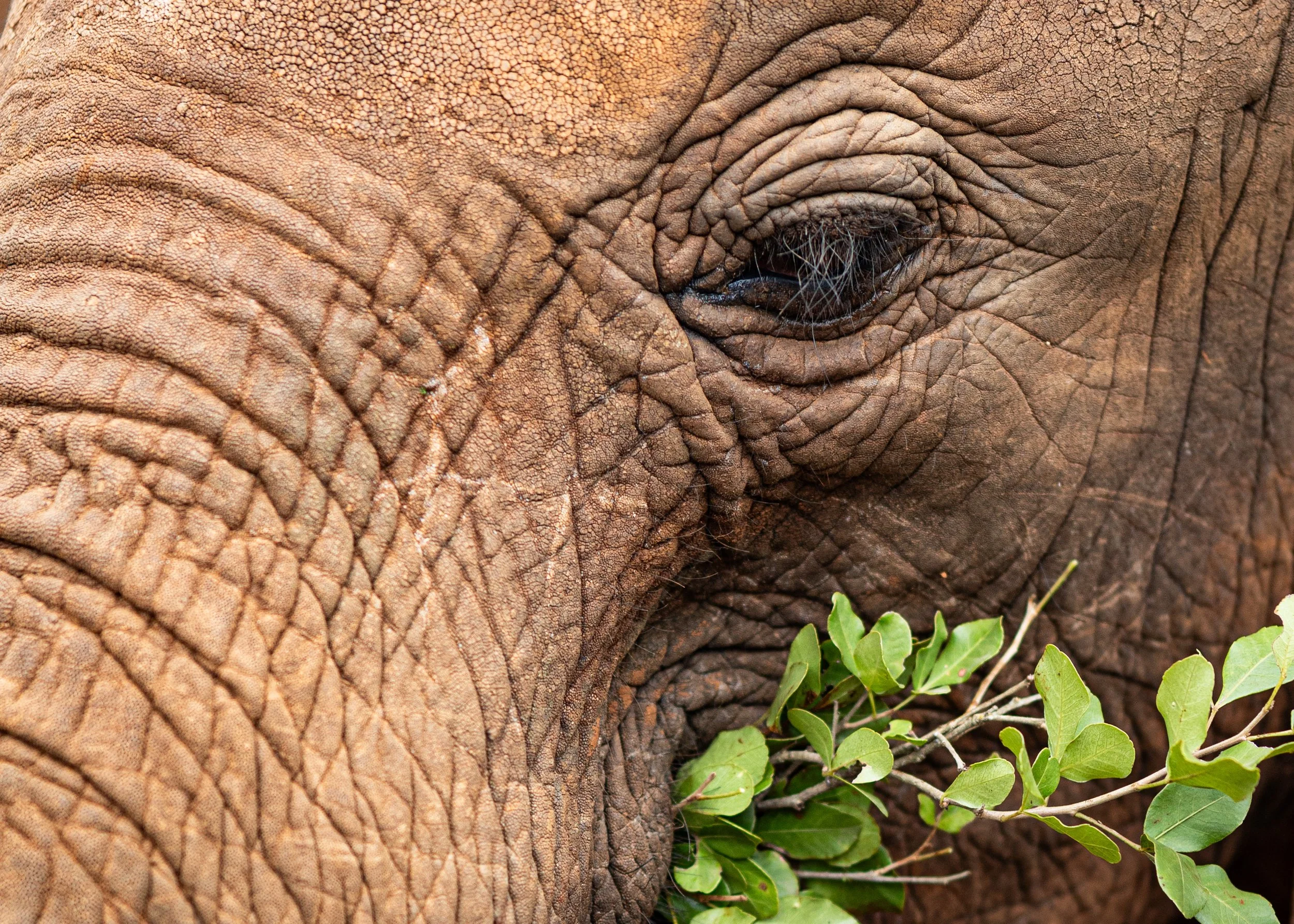Kenya site-01.jpg