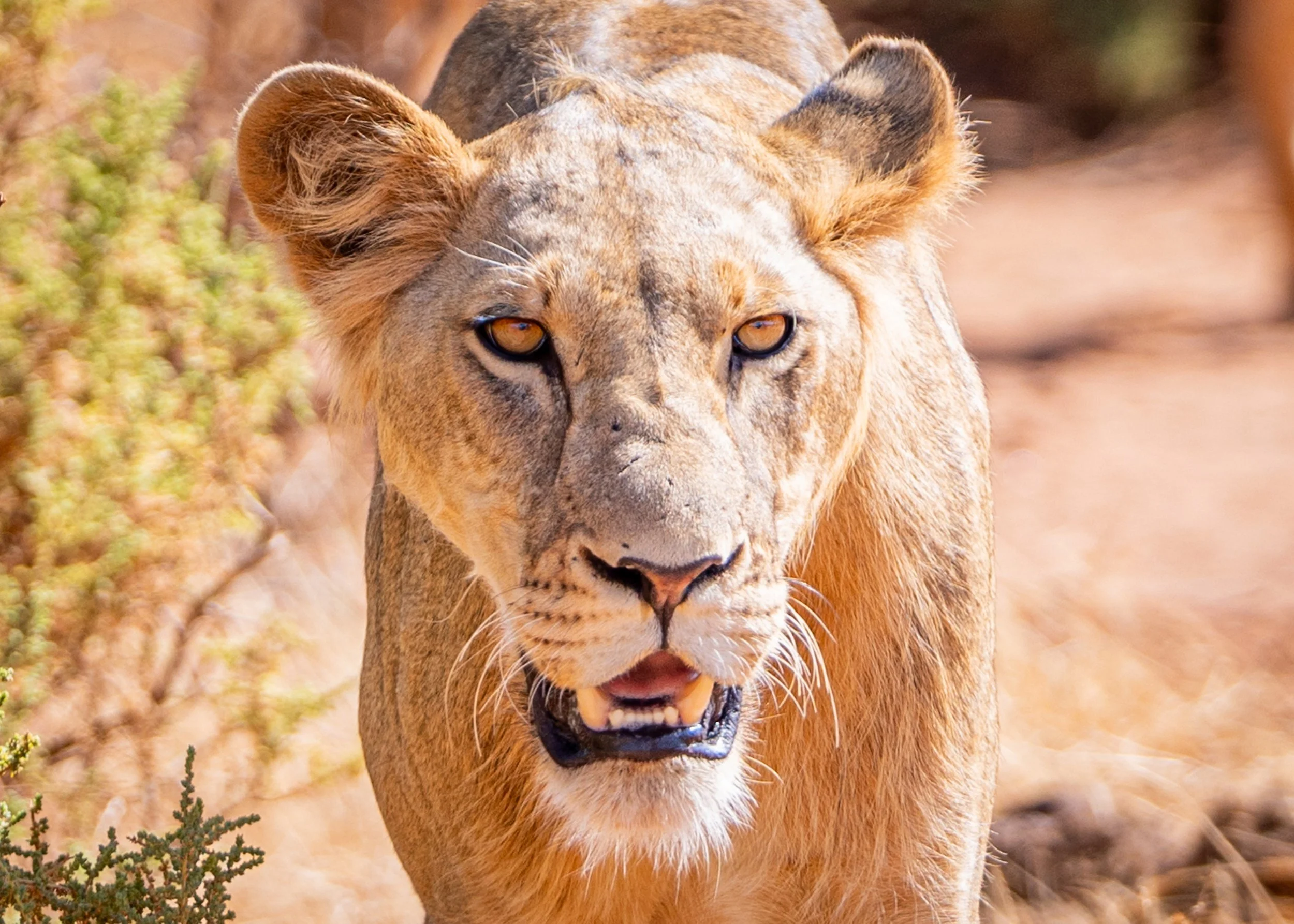 Kenya site-05.jpg