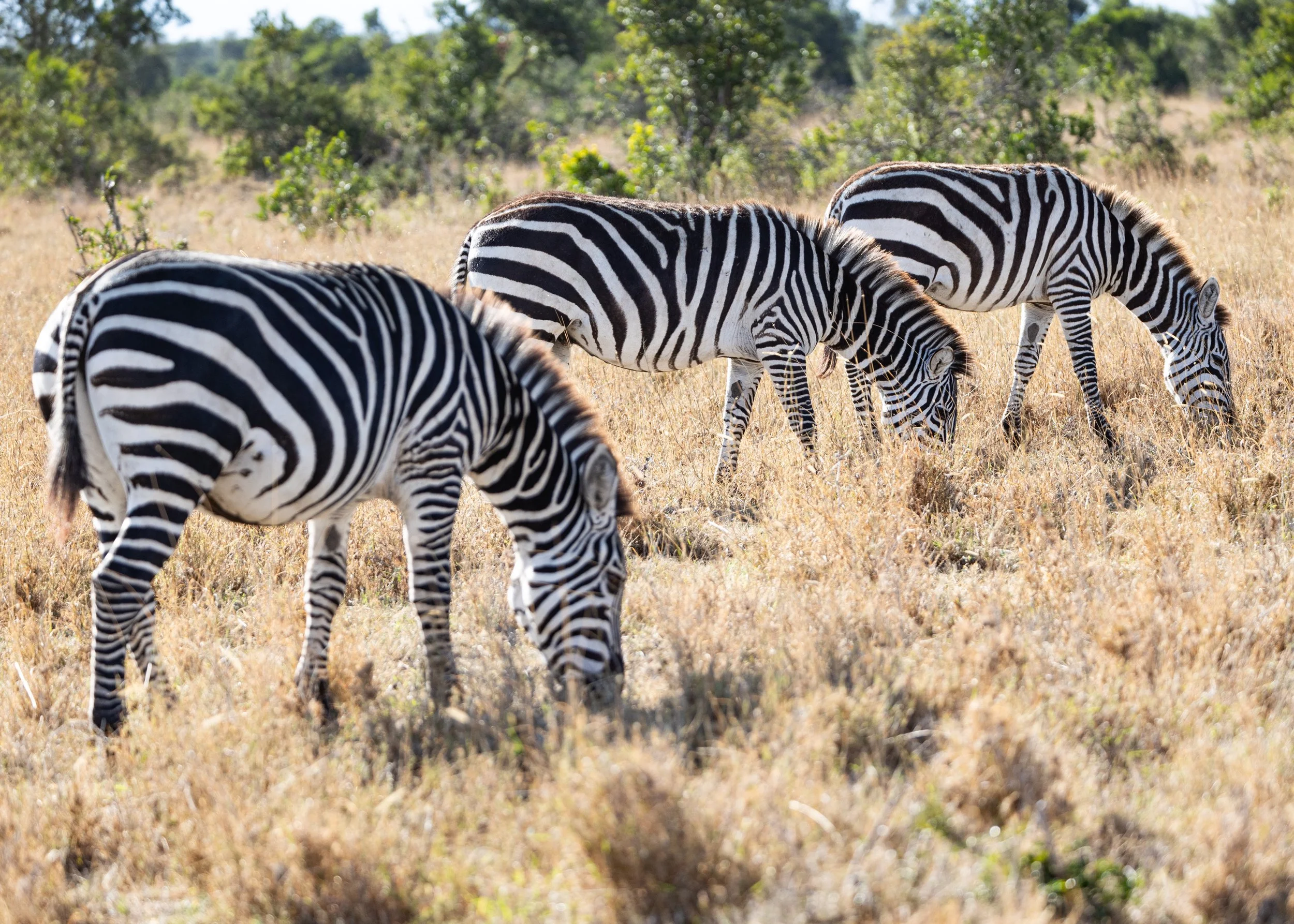 Kenya site-09.jpg