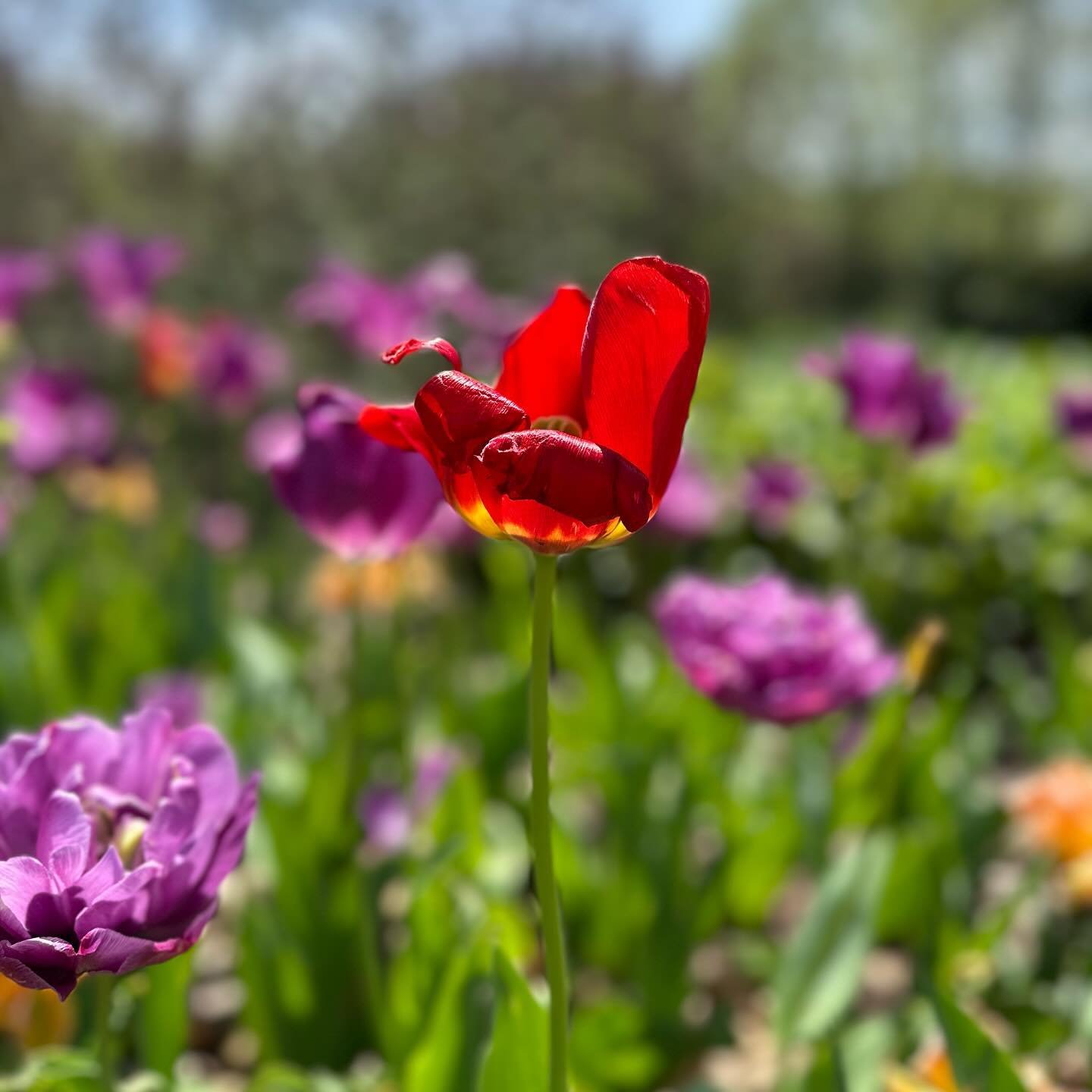 The weather is starting to be PERFECT for afternoon walks around Franklin Park Conservatory 🌷🌸 #thejacqueline #franklinparkconservatory #botanicalgarden #flowerstagram #afternoonwalk #thingstodoincolumbus #springtime