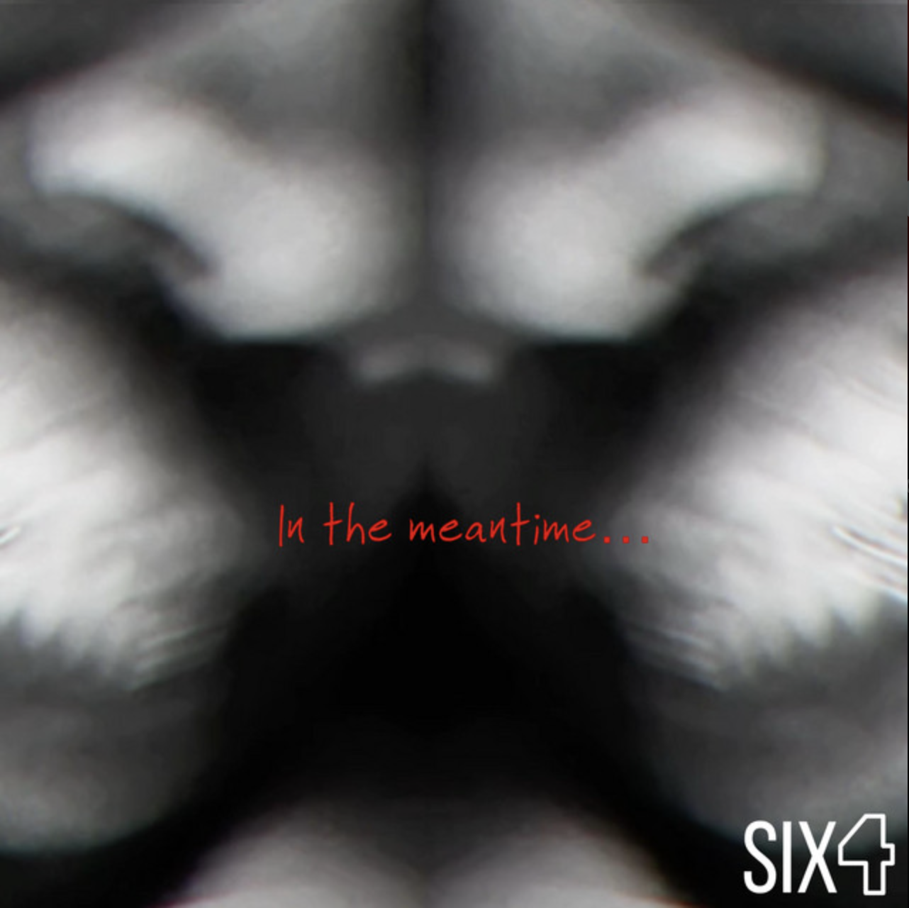 Close-up of a cat's nose with the text 'In the meantime...' in red and 'SIX4' in white at the bottom right corner.