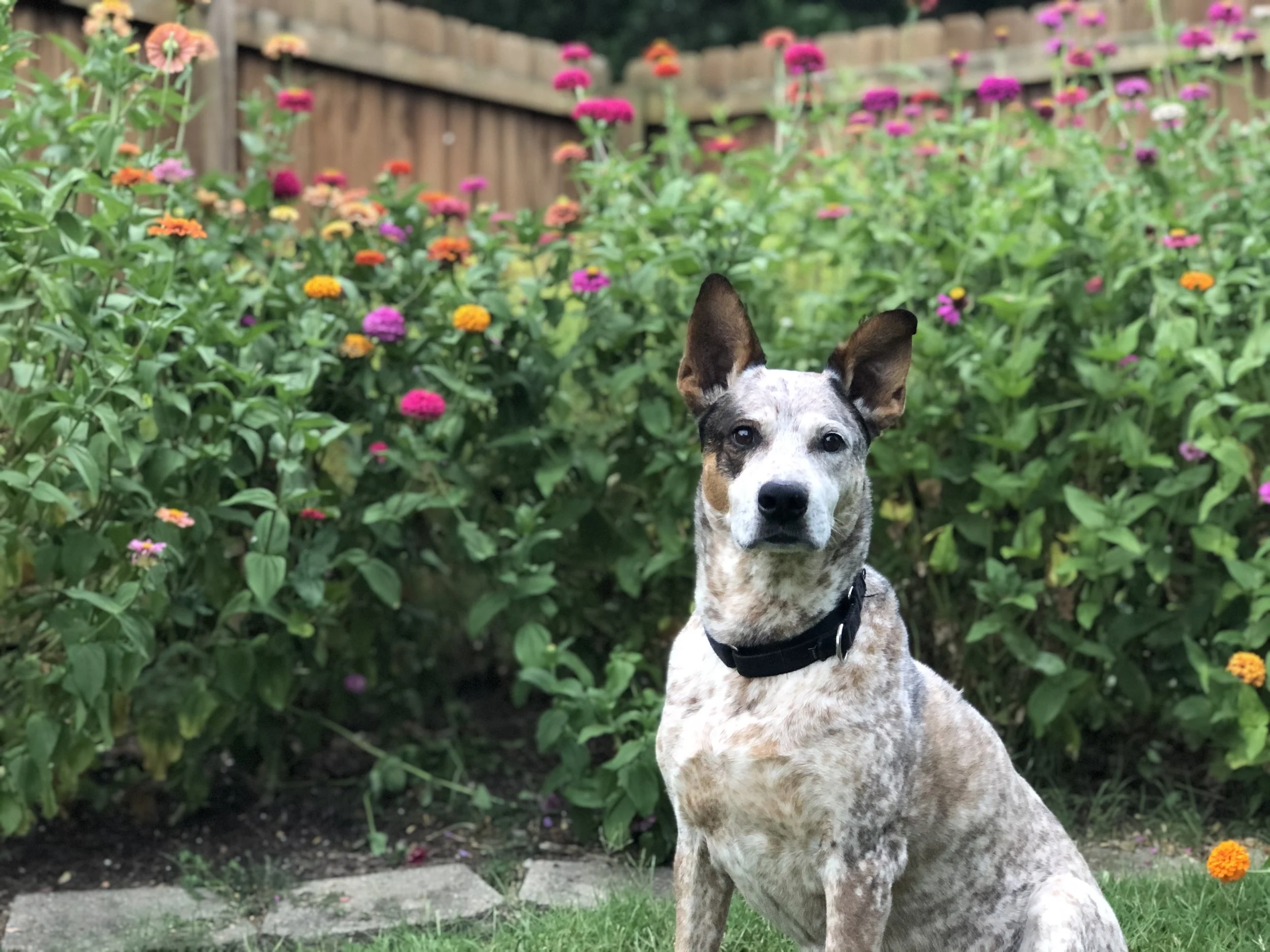 Cattle dog looking in the distance with ears perked