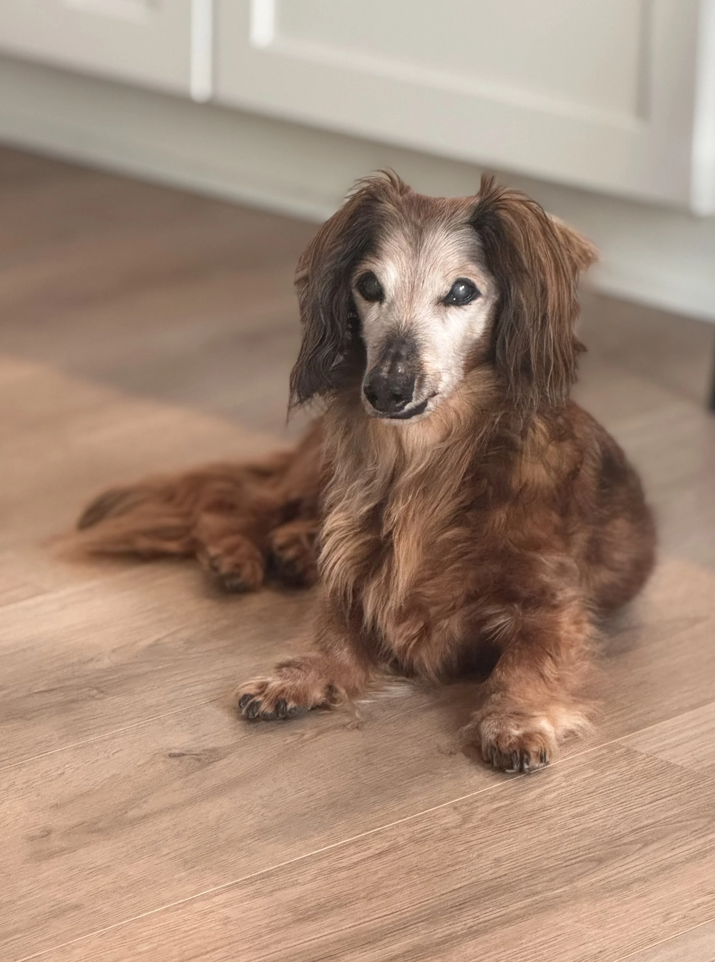 Miniature Dachshund with white, aging face looking at the camera