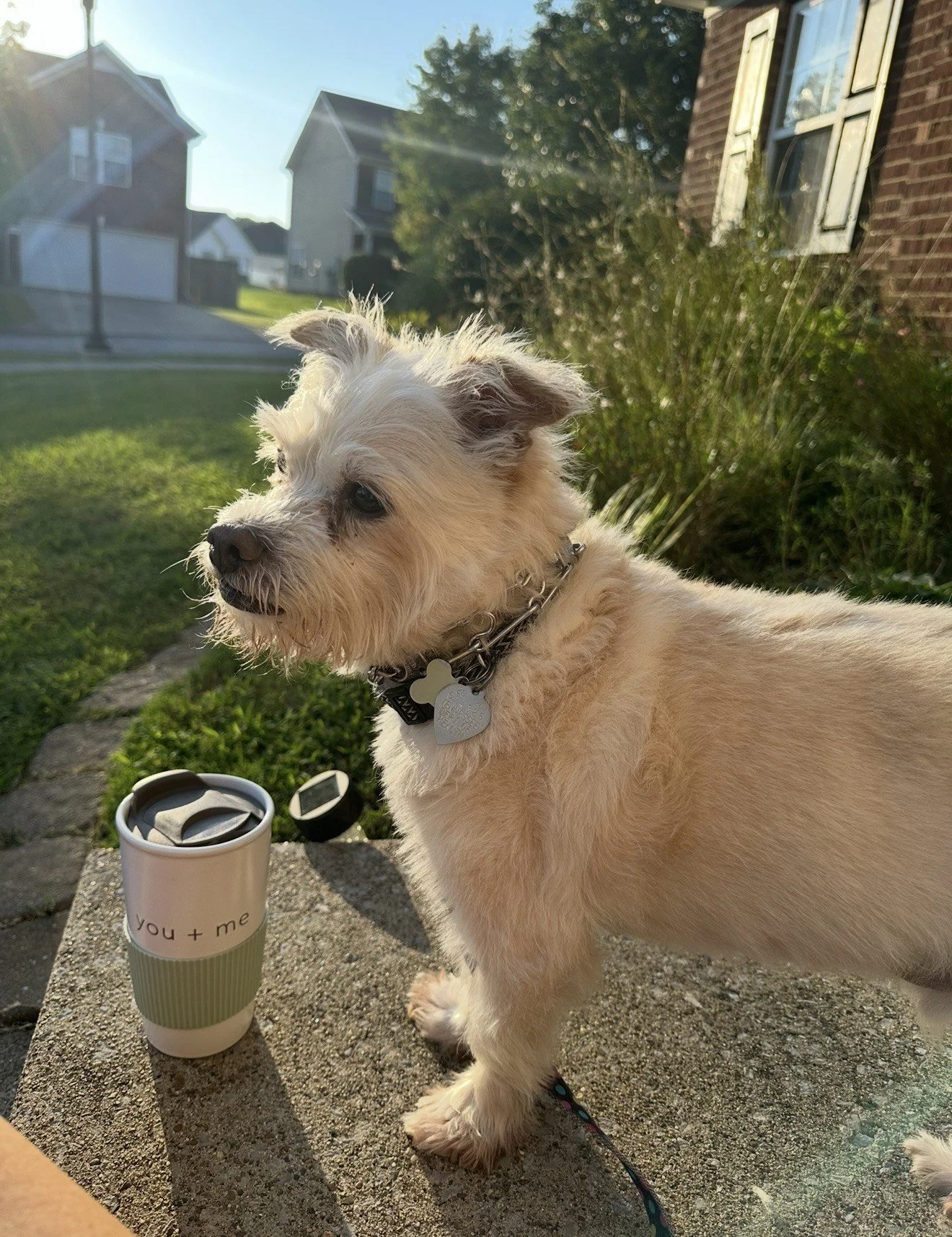 Terrier mix gazing off in to the distance