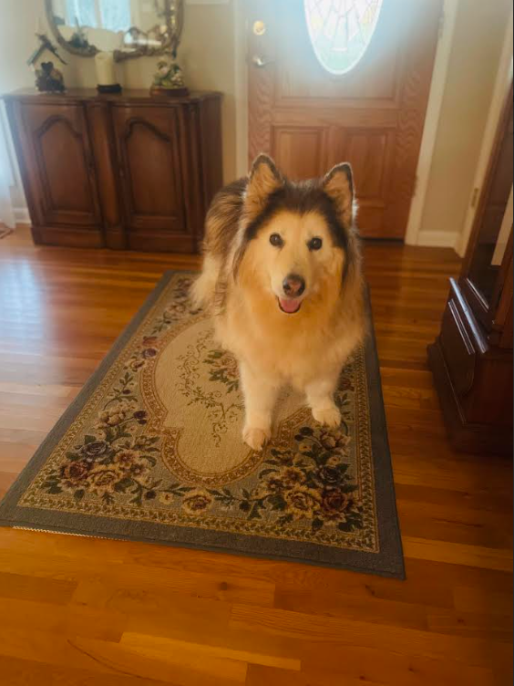 Alaskan malamute smiling at the camera