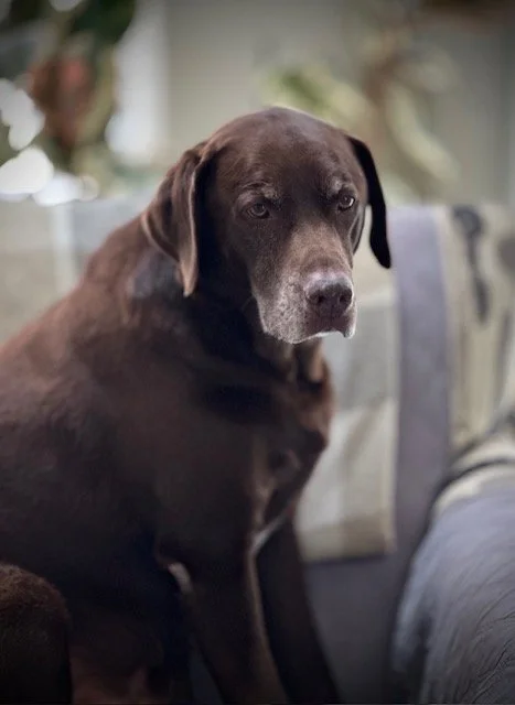 Chocolate lab with greying face peering at the camera