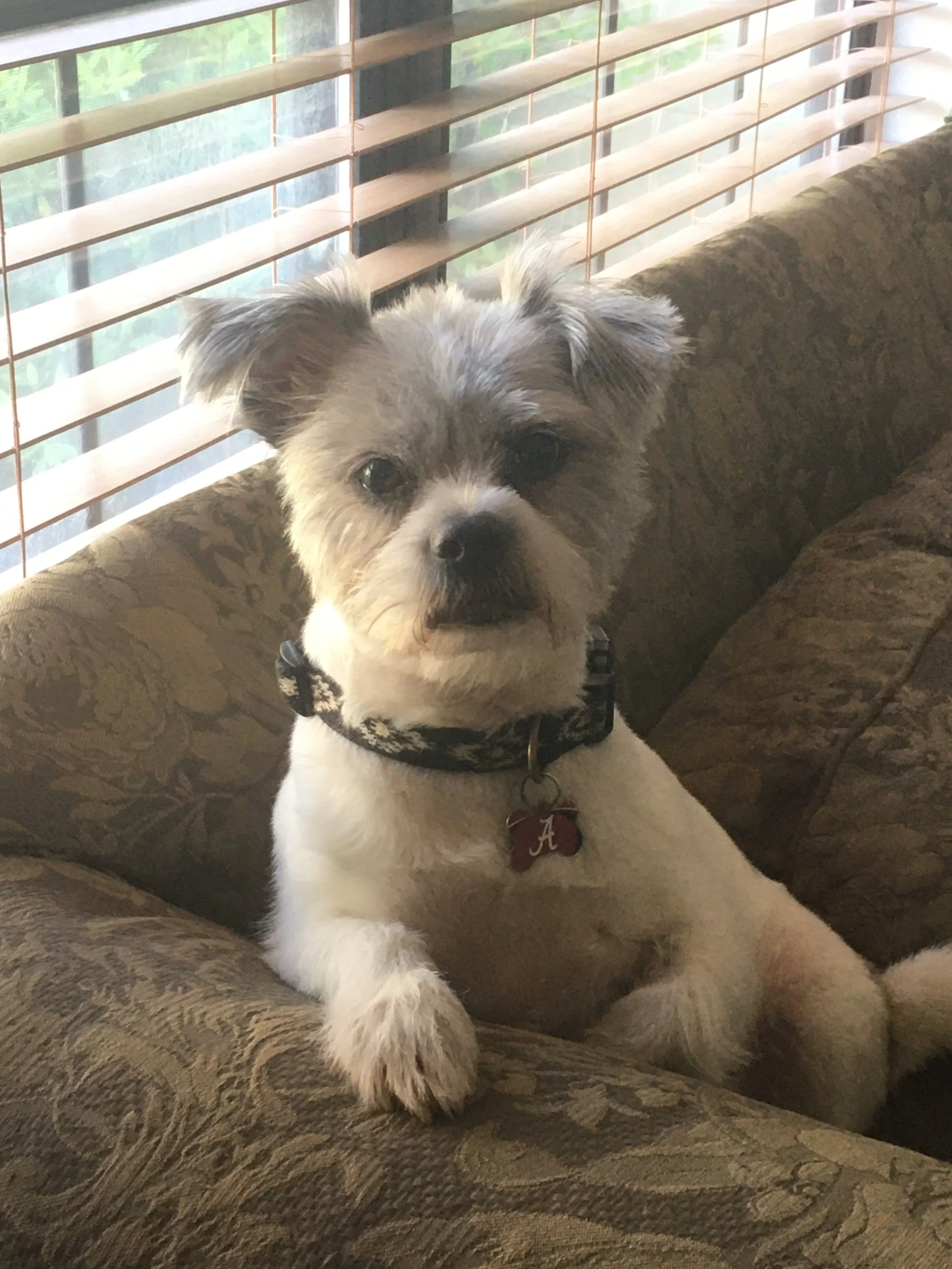 Jack Russell/Shih Tzu mixed lounging on couch and propped on armrest