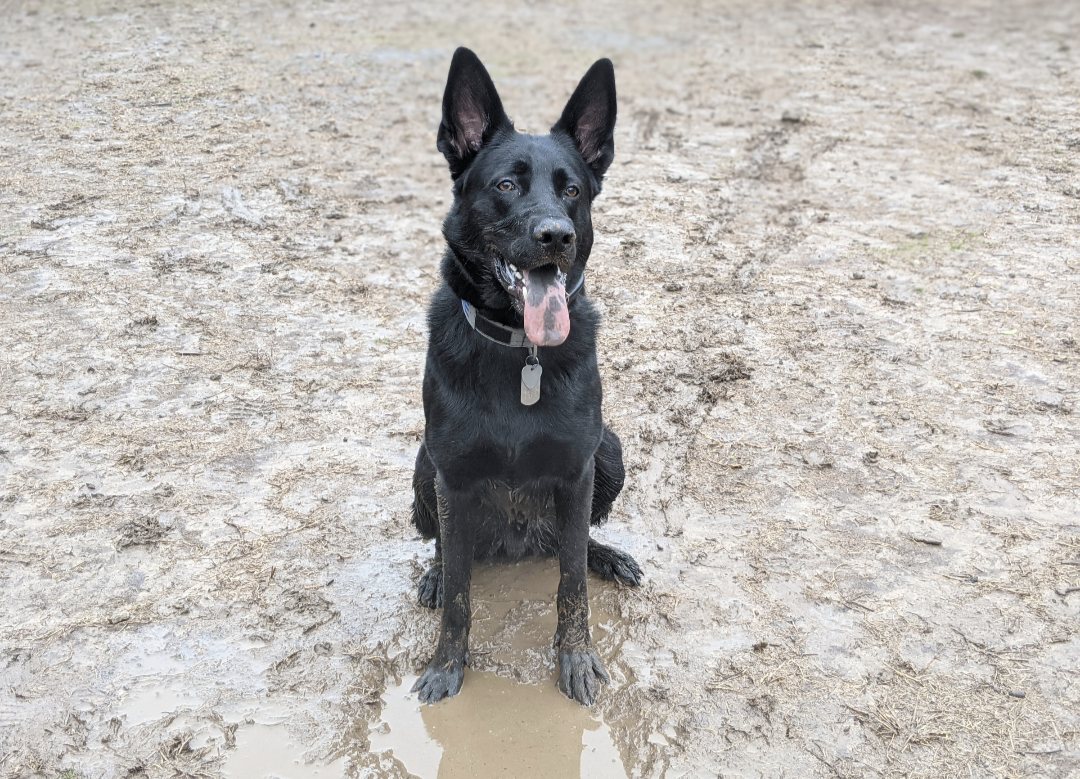 Black German Shepherd enjoying playtime in the mud