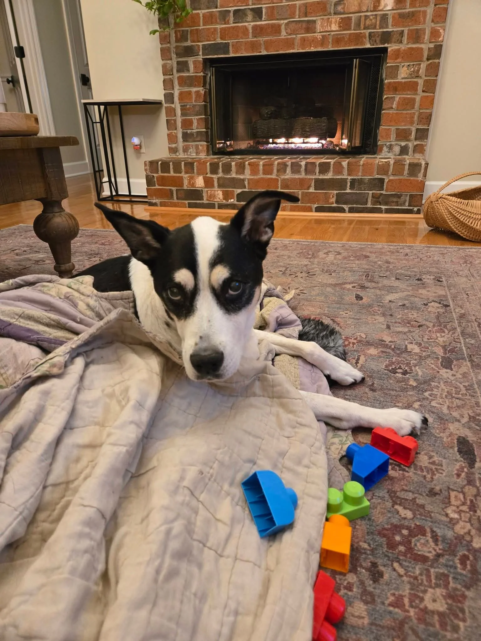 Mixed breed dog peering up at the camera while lying by a fire