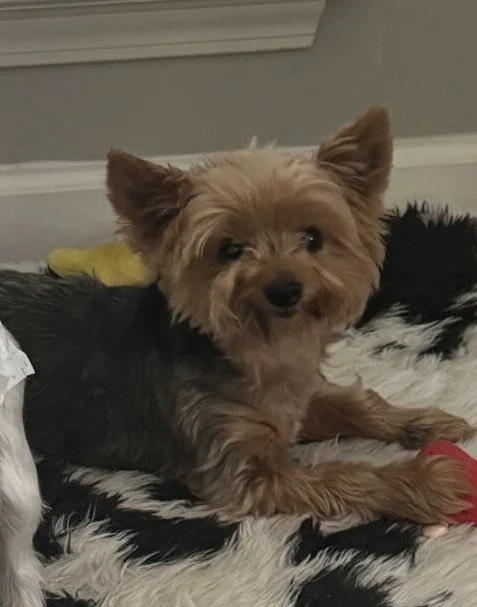 Yorkie laying down and sweetly smiling at the camera