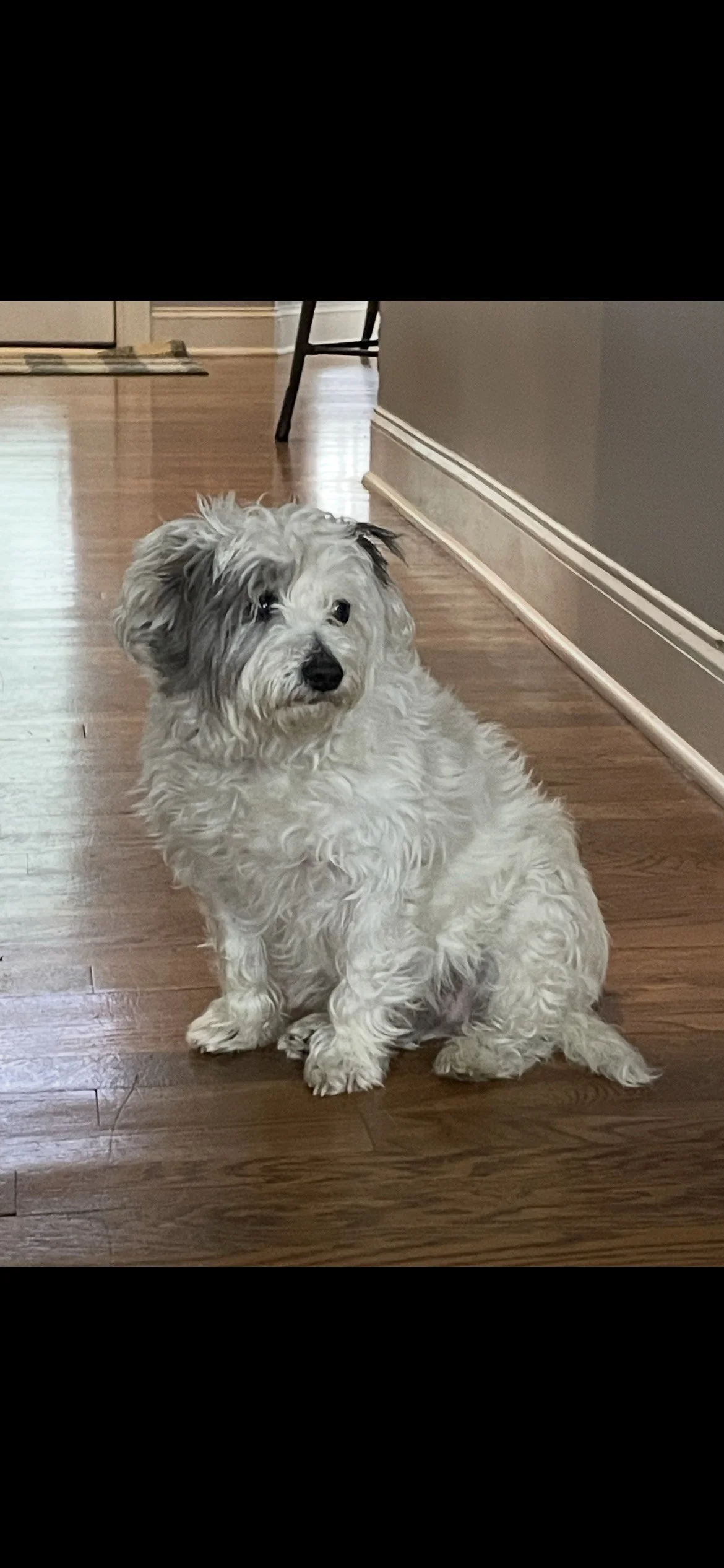 Terrier mix looking off to the side