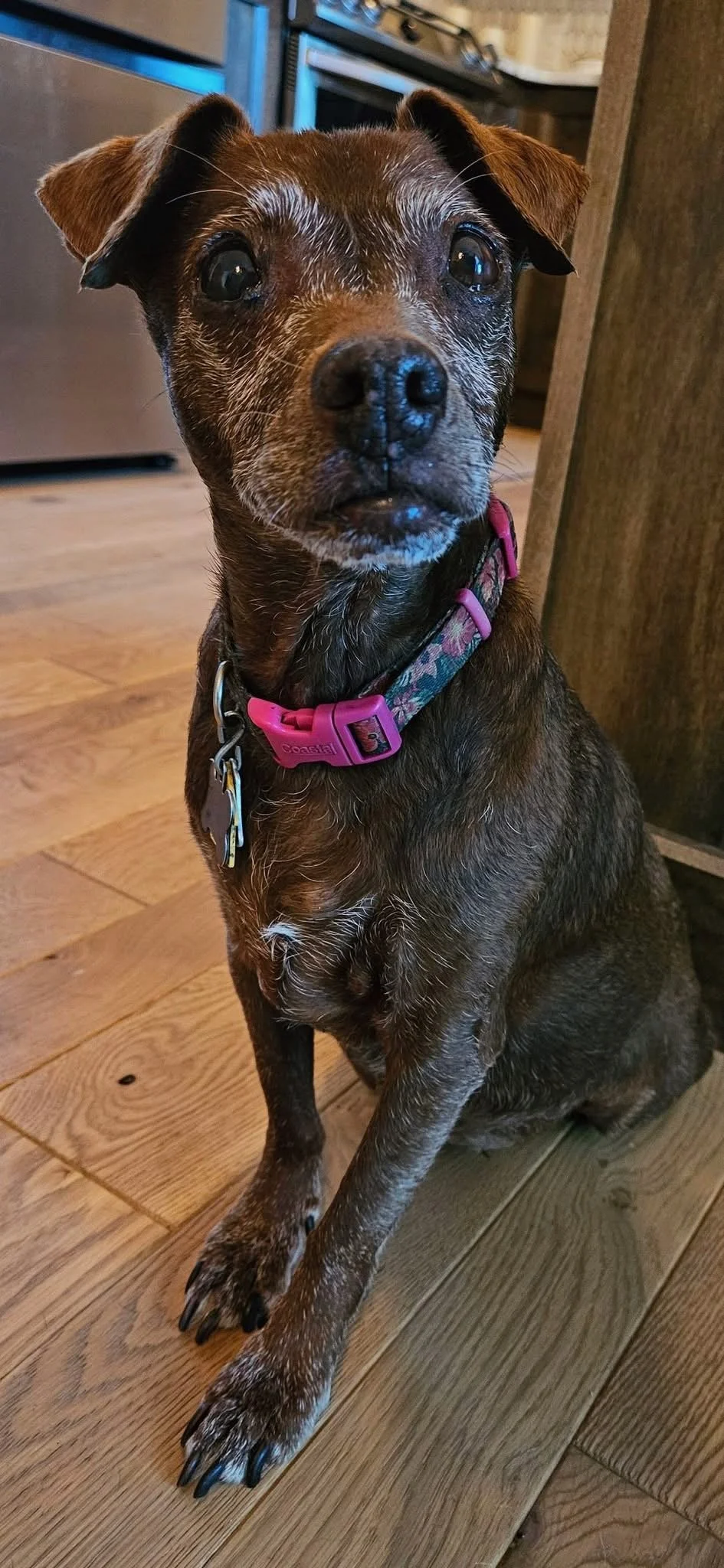 Patterdale terrier looking at camera with alert eyes