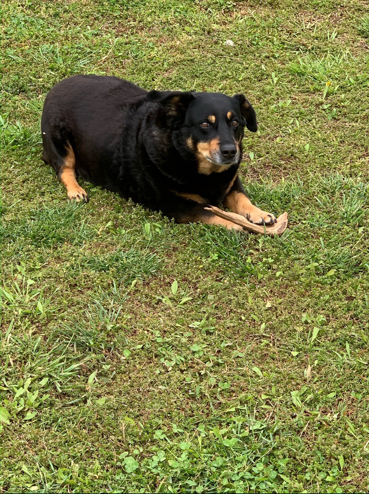 Mixed breed dog laying in the grass