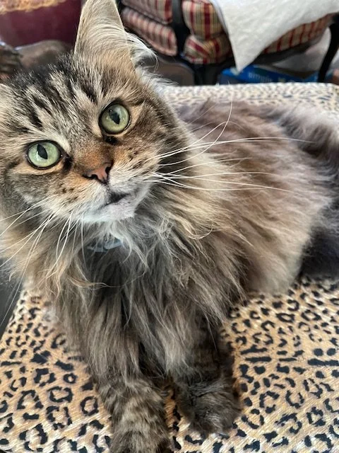 Long-haired cat peering up at the camera