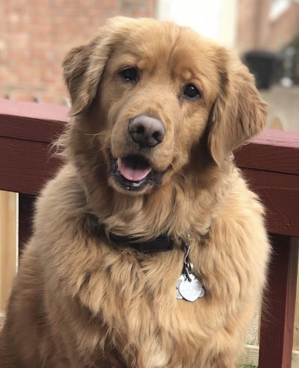 Golden Retreiver looking directly at camera with a soft smile on his face