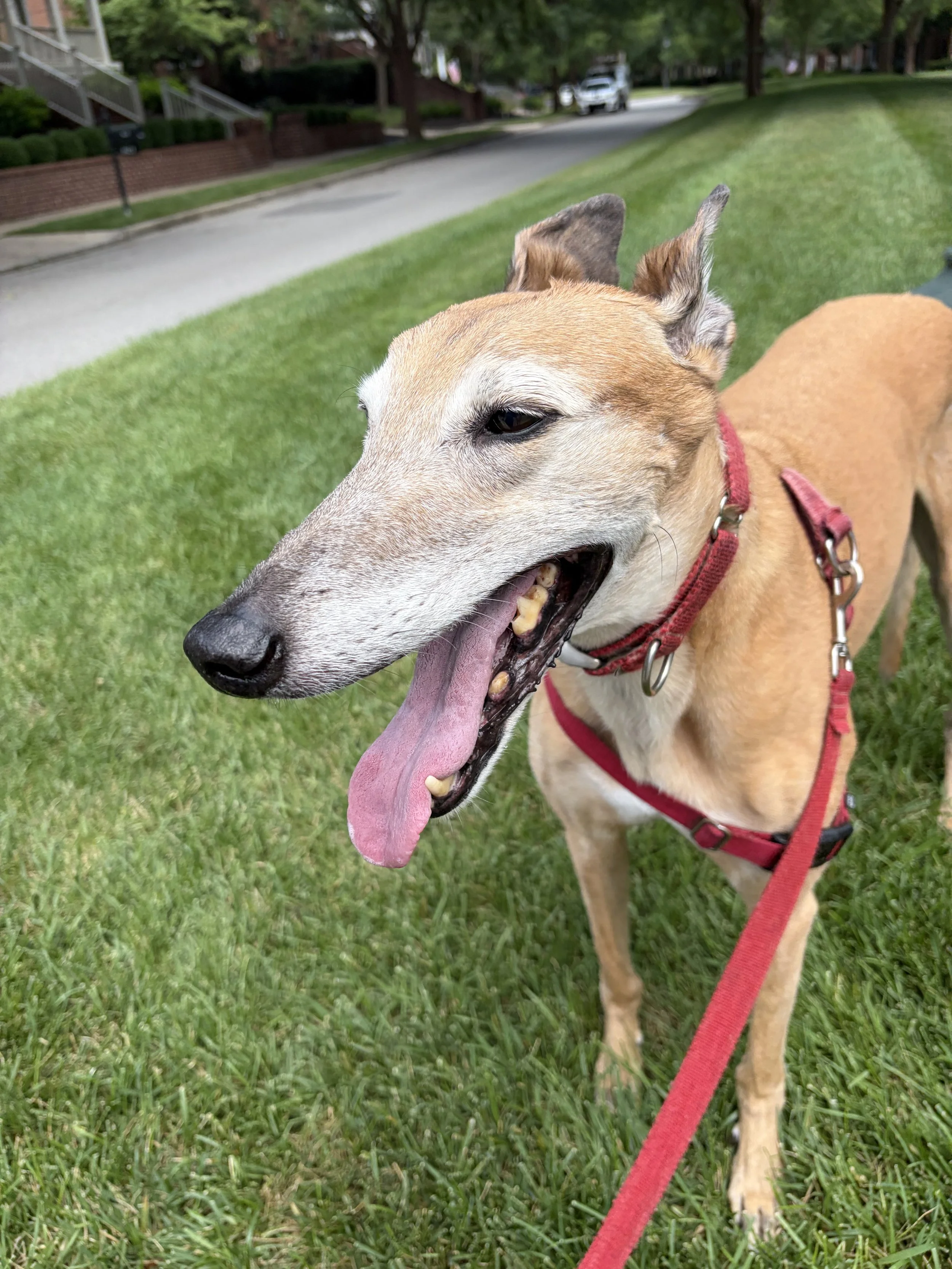 Greyhound looking into the distance with a smile on his face