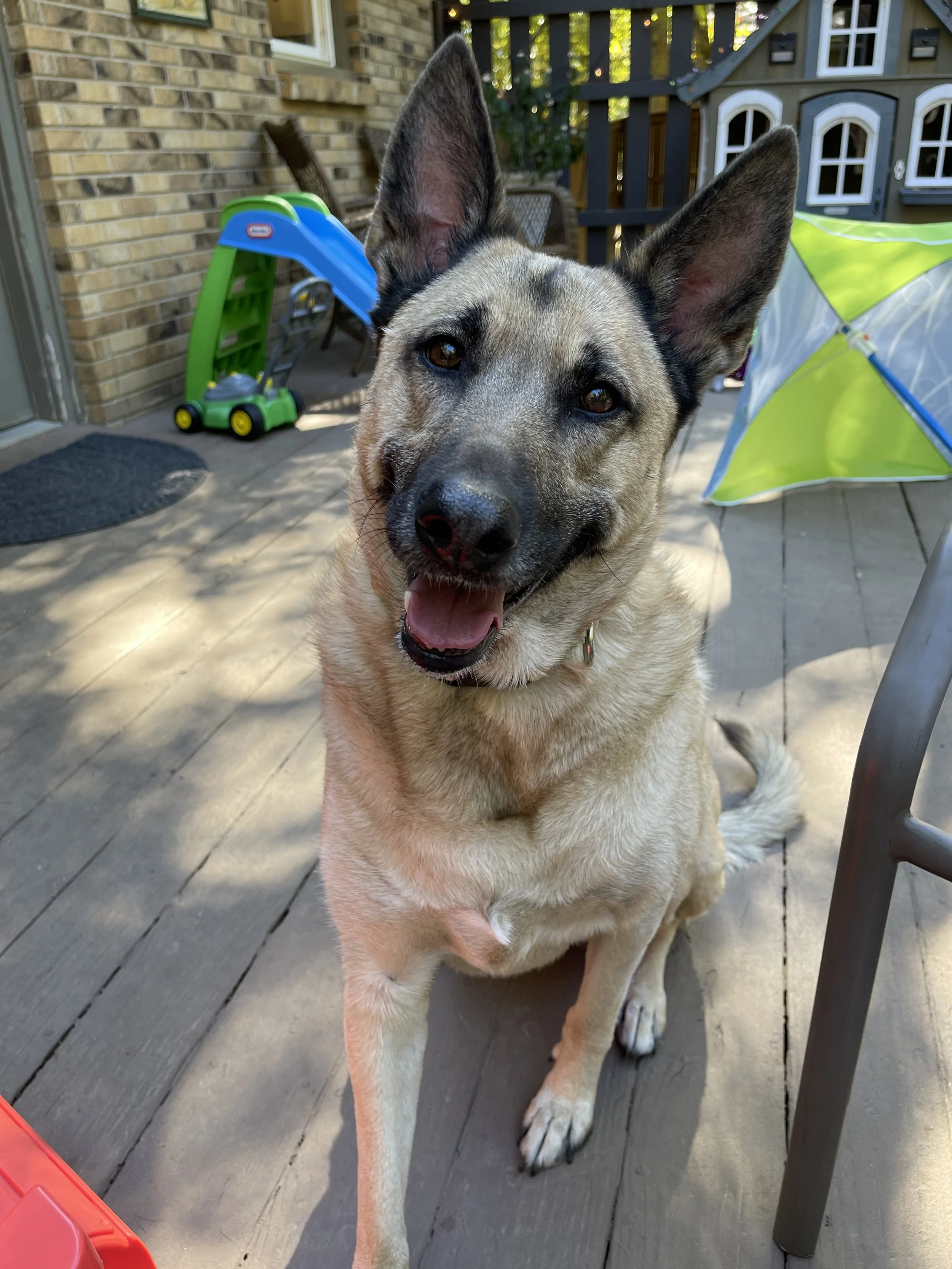 German Shepherd smiling at the camera with ears perked