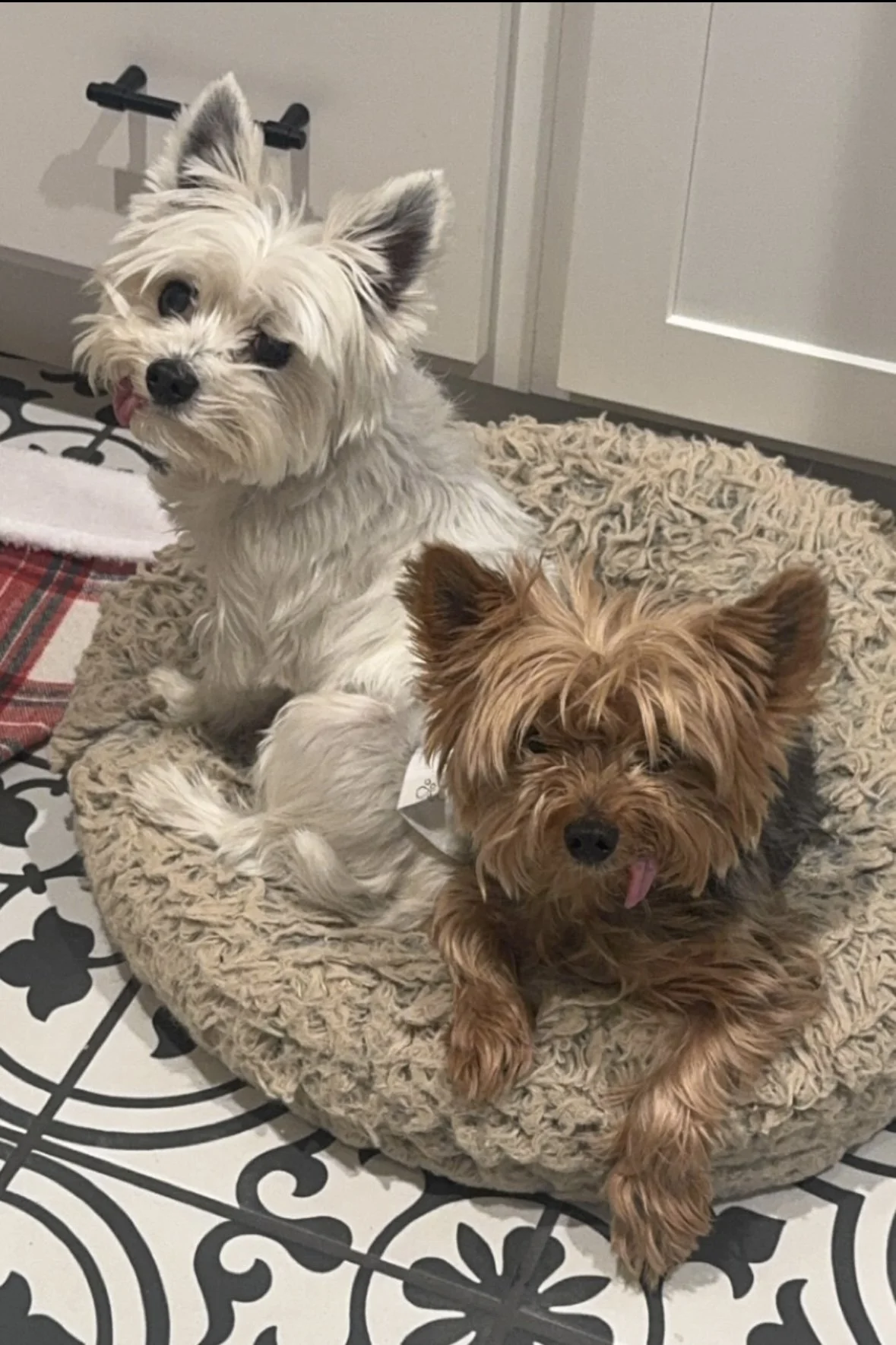 Two Yorkies, one white and one tan, look at the camera with there tongues hanging out the side is their mouths