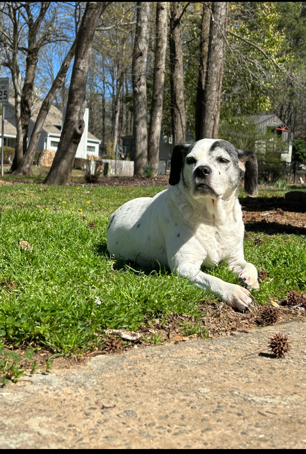 Mixed breed dog enjoying the sun outside