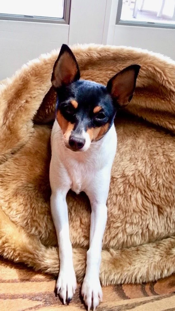 Toy fox terrier eagerly looking at the camera