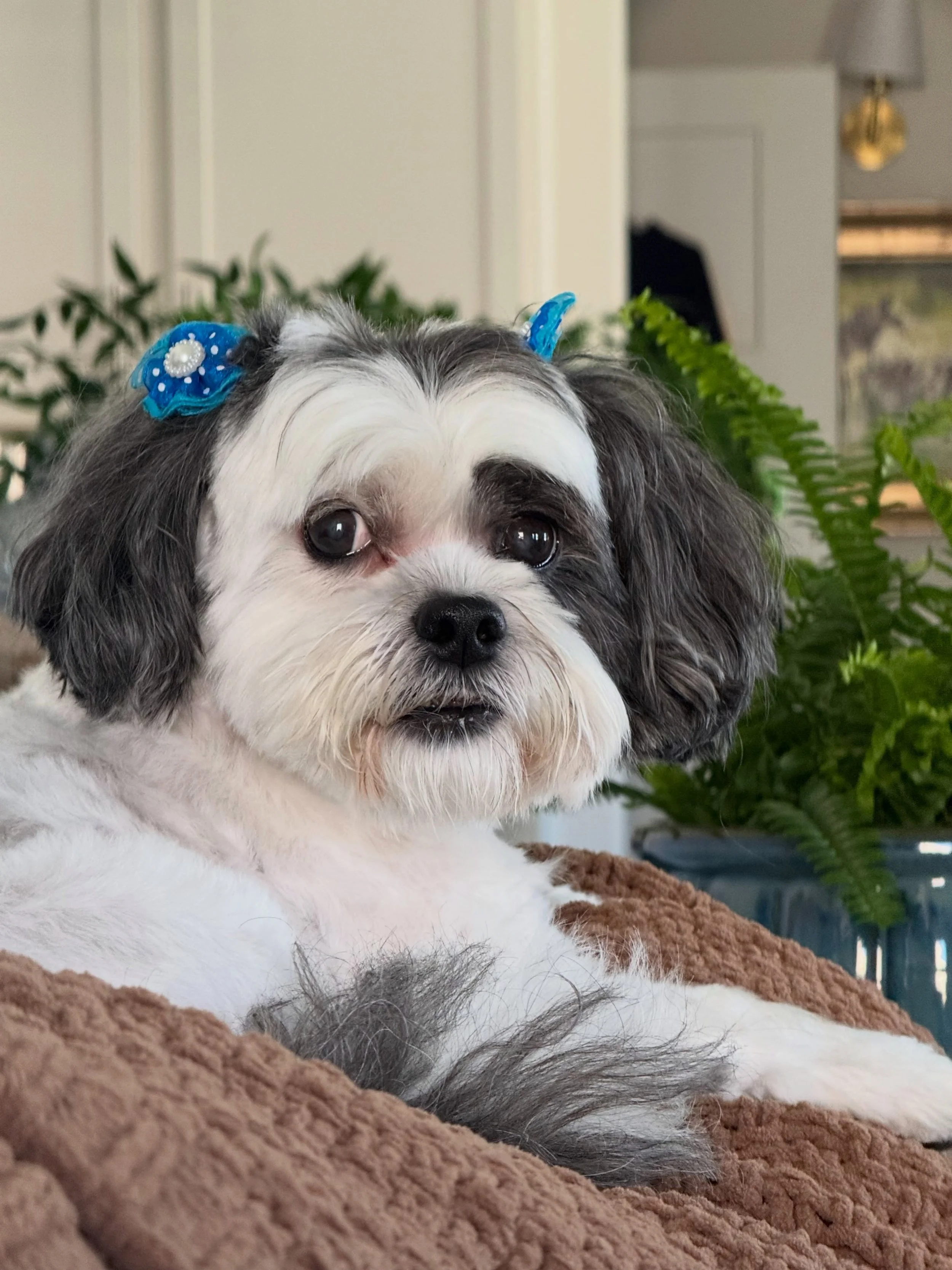 Black and white Shichon peering at camera with blue bows above her ears