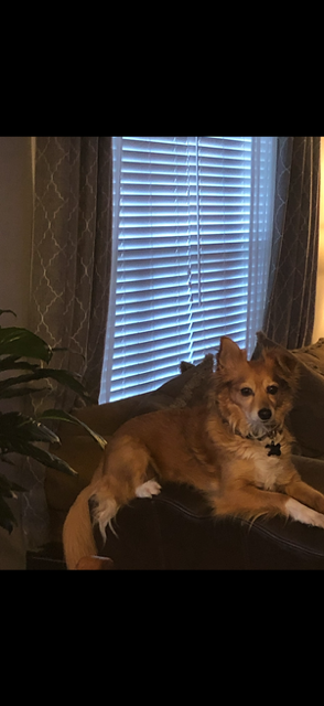 Chihuahua mix sits on the arm rest of a couch with one ear perked peering at the camera